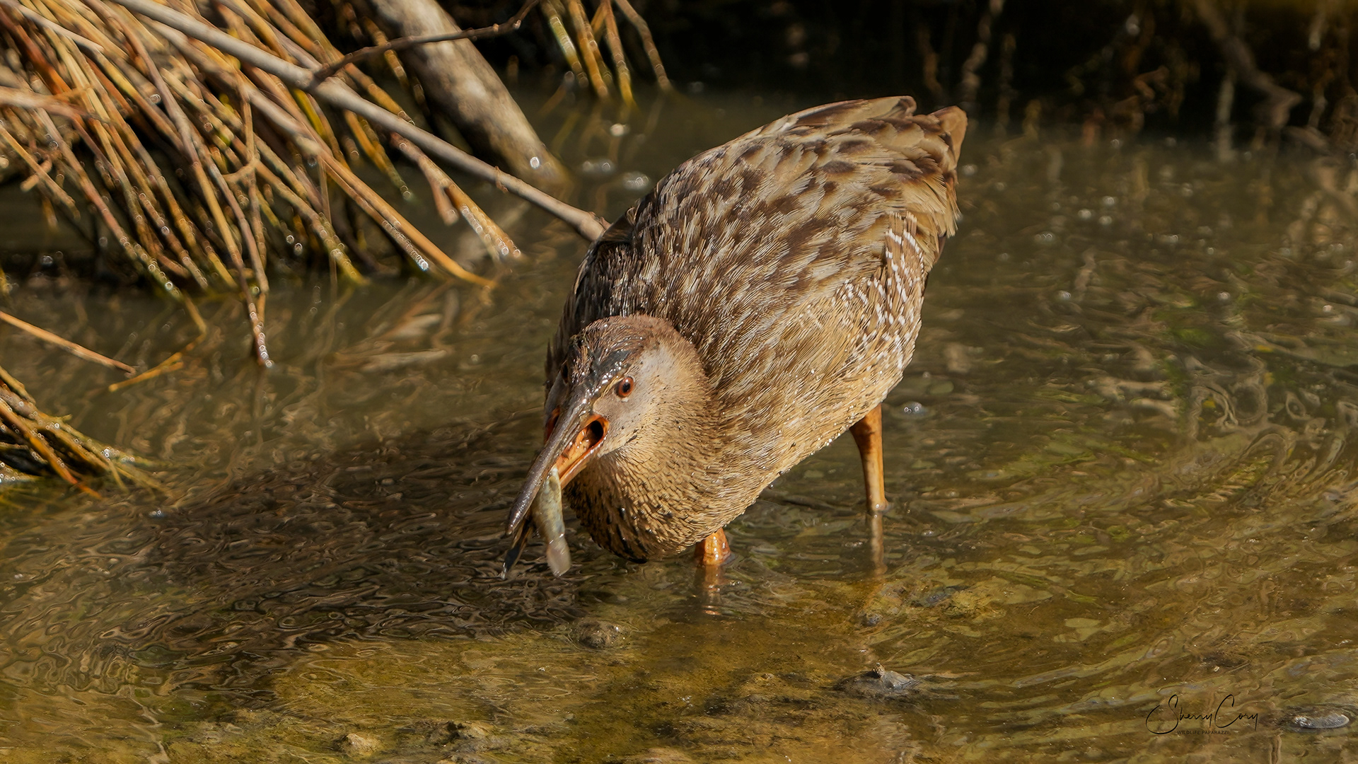 Clapper Rail (Rallus crepitans)