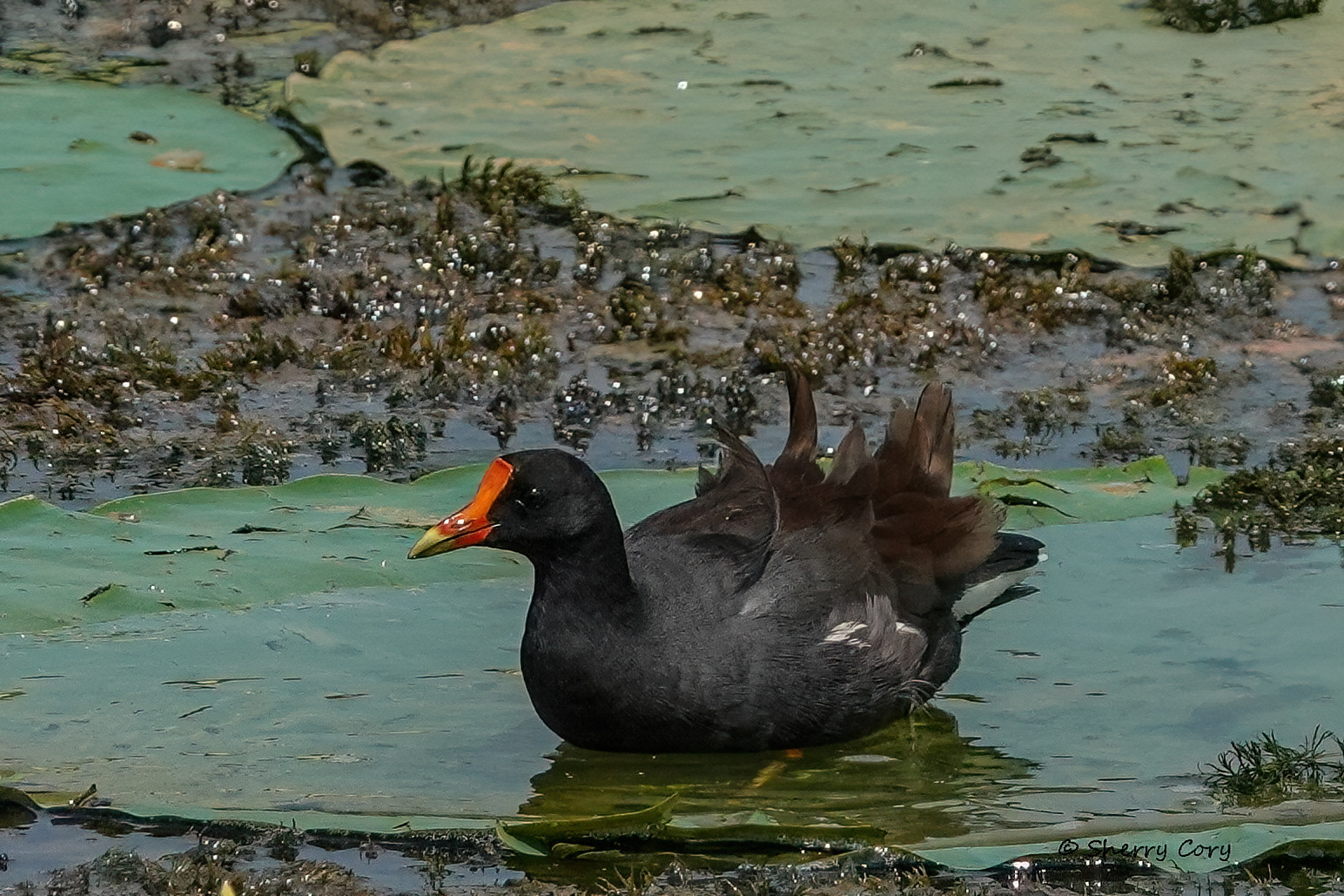 Common Gallinule (Gallinula galeata)