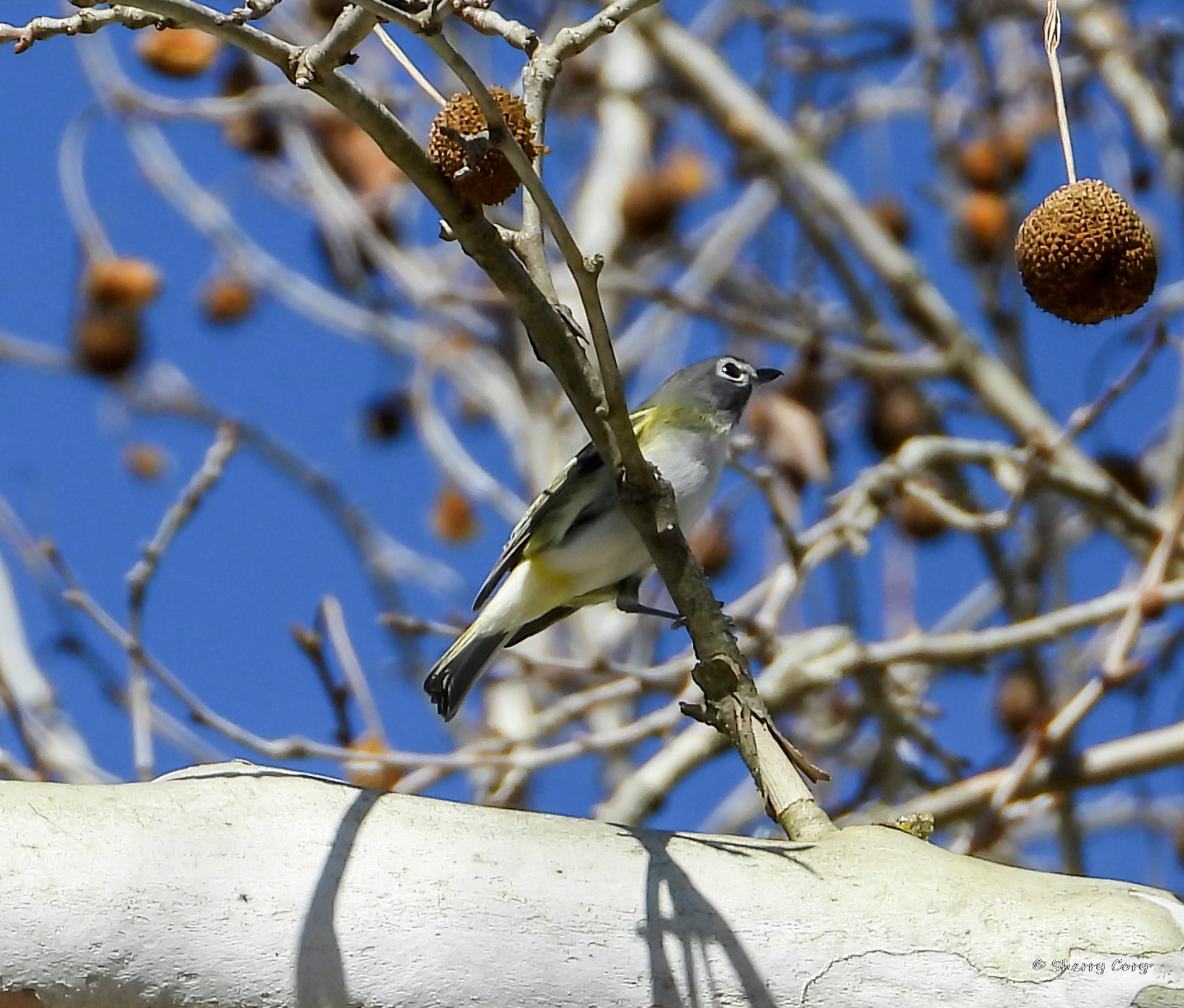 Blue Headed Vireo (Vireo solitarius)