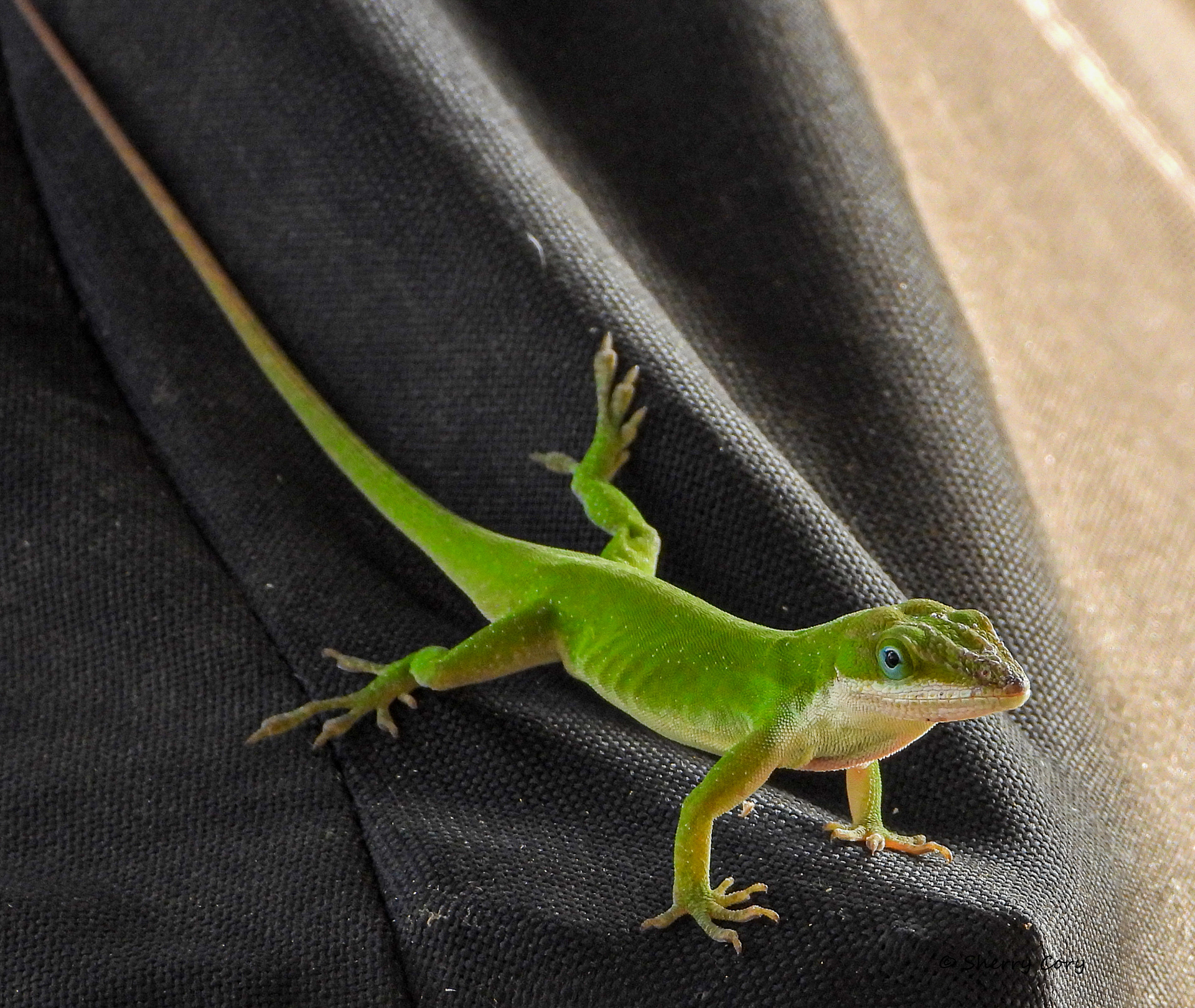 Texas Green Anole