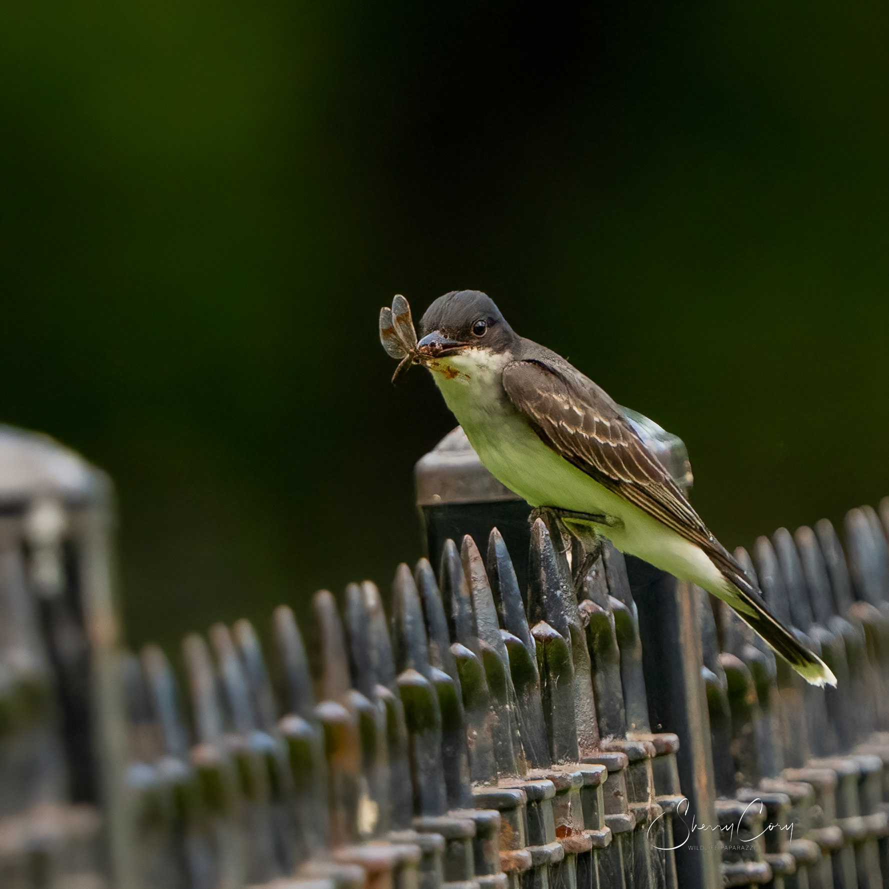 Eastern Kingbird