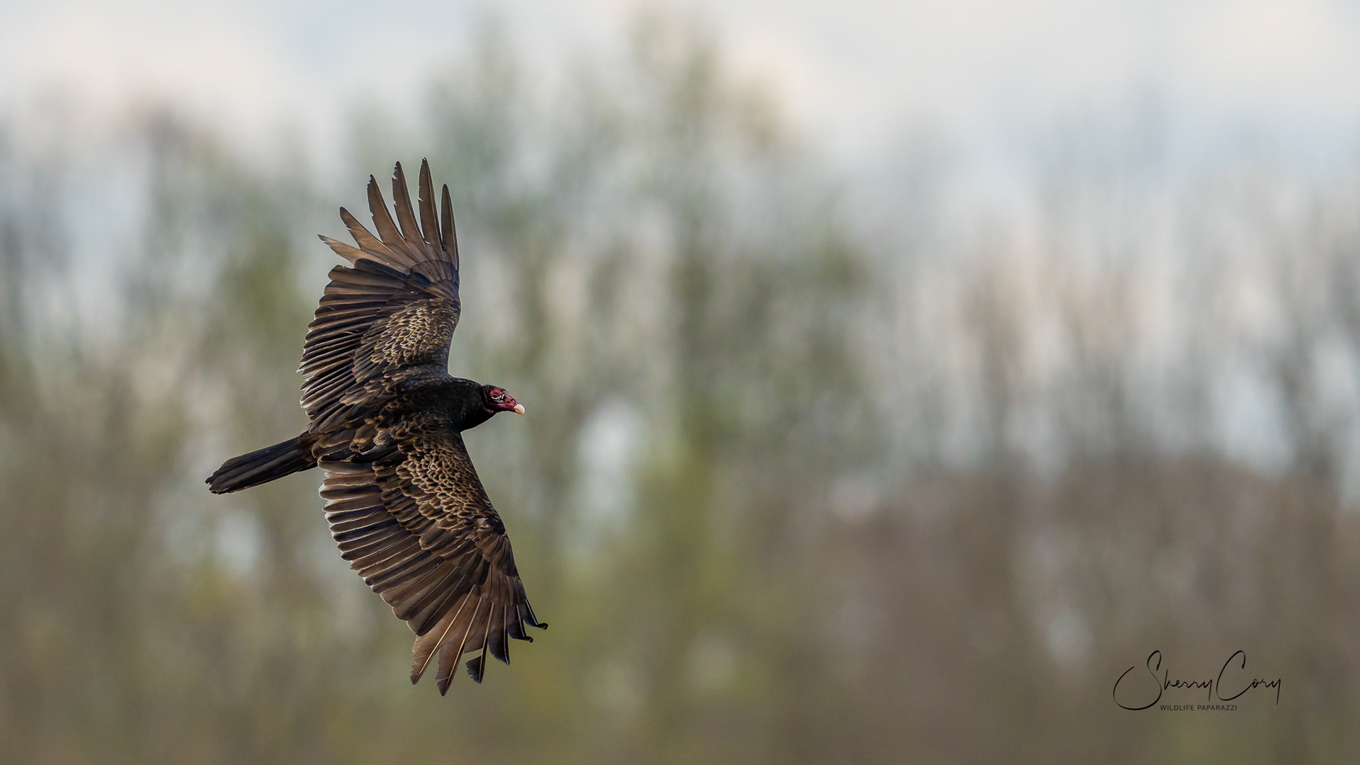 Turkey Vulture (Cathartes aura)