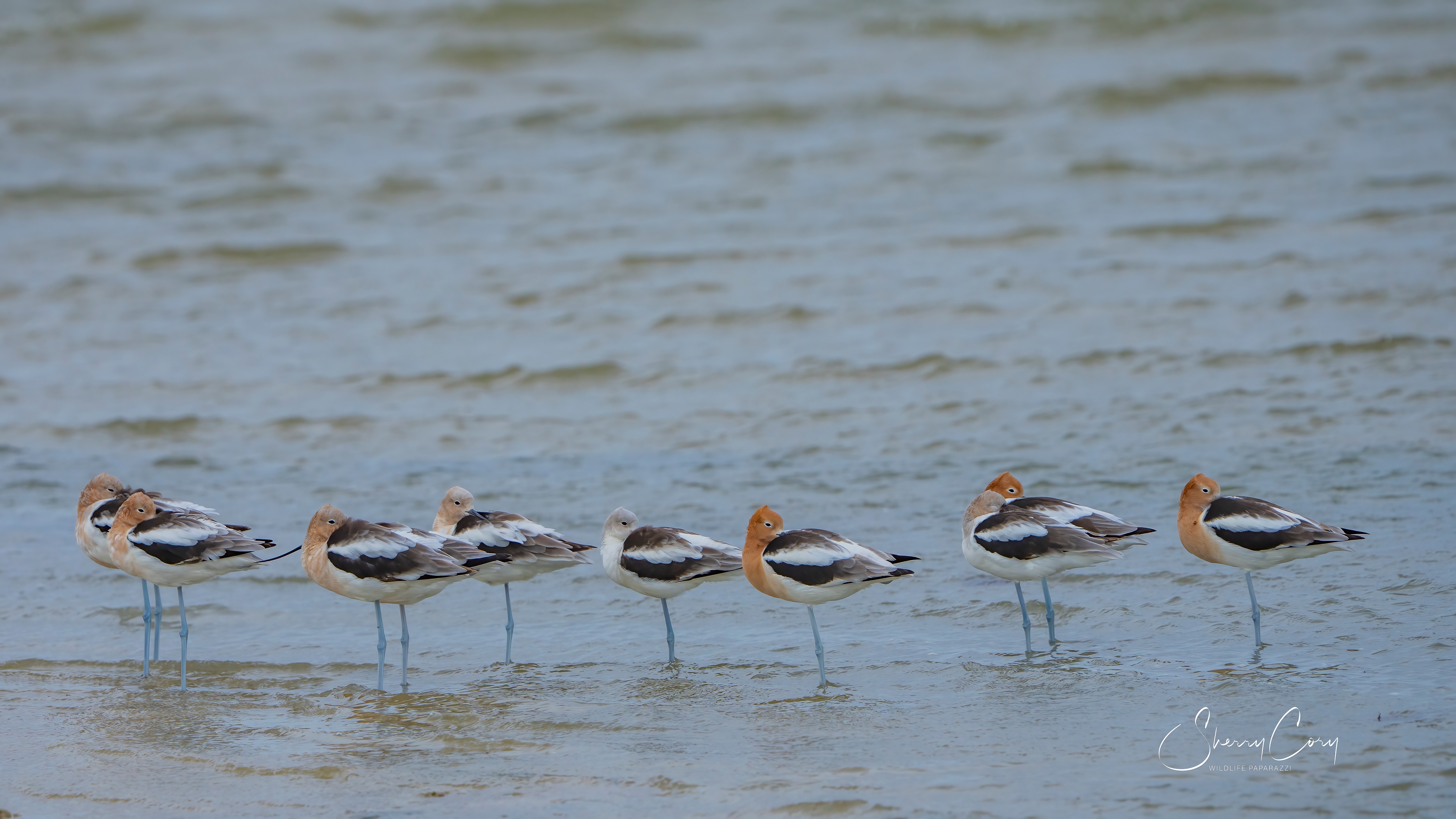 American Avocets
