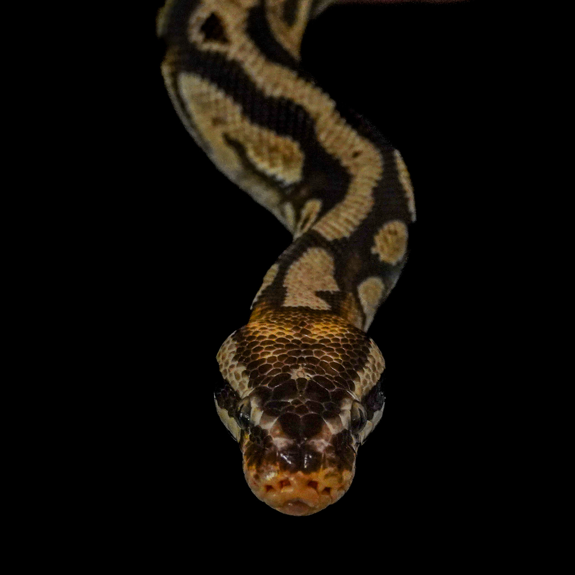 Ball Python (NV)