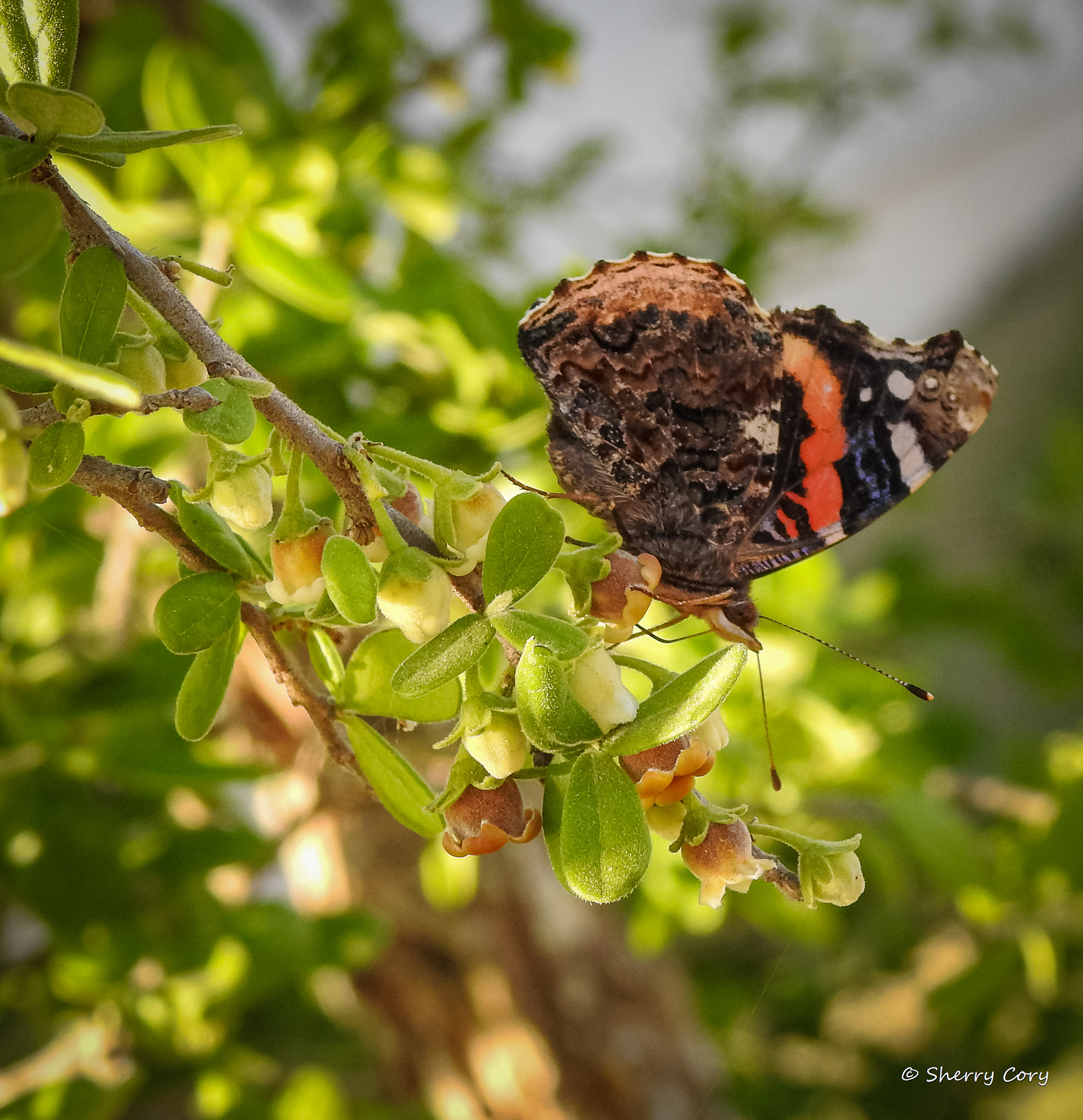 Red Admiral