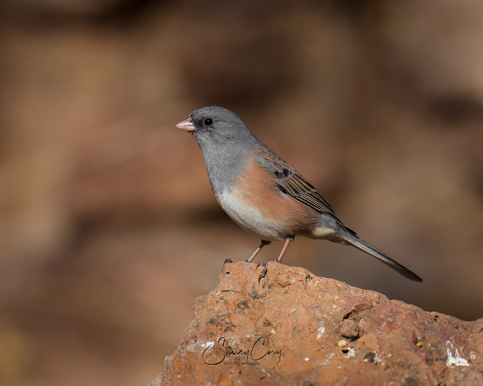  Dark Eyed Junco (Junco hyemalis) Pink Sided