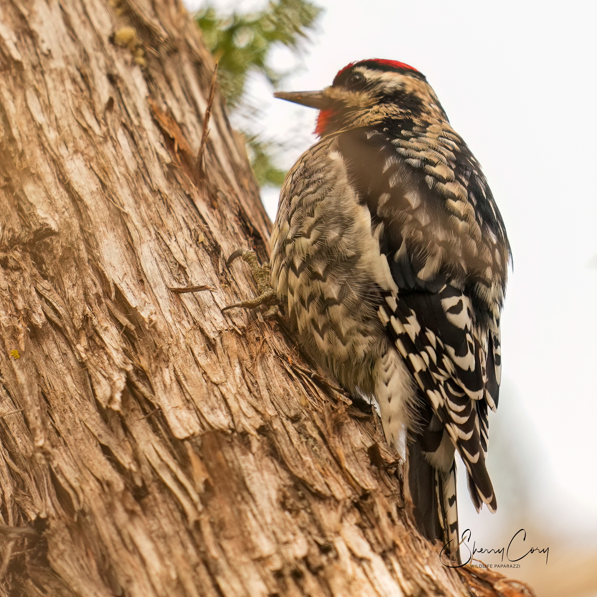 Red Naped Sapsucker (Sphyrapicus nuchalis)