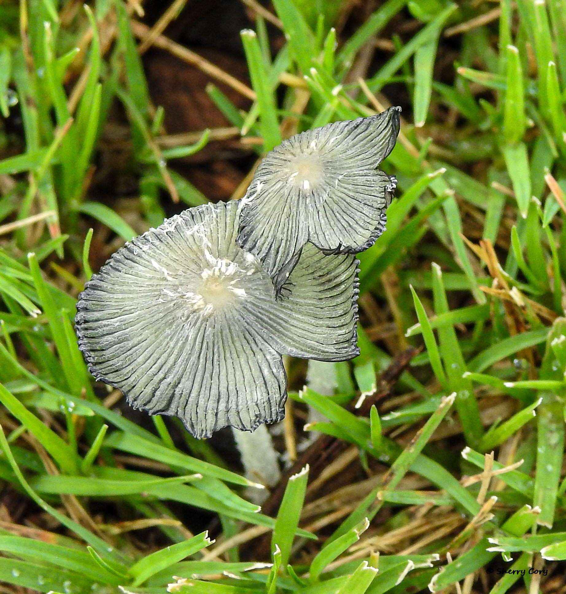 Hare's Foot Inkcap