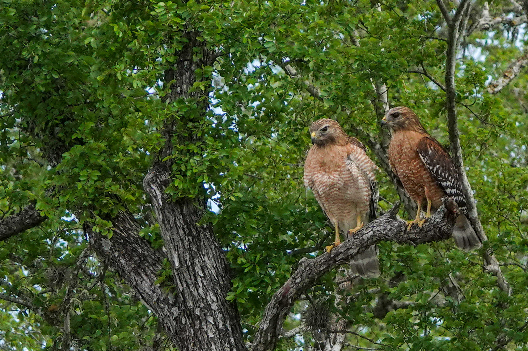 Hawk couple 1/10
