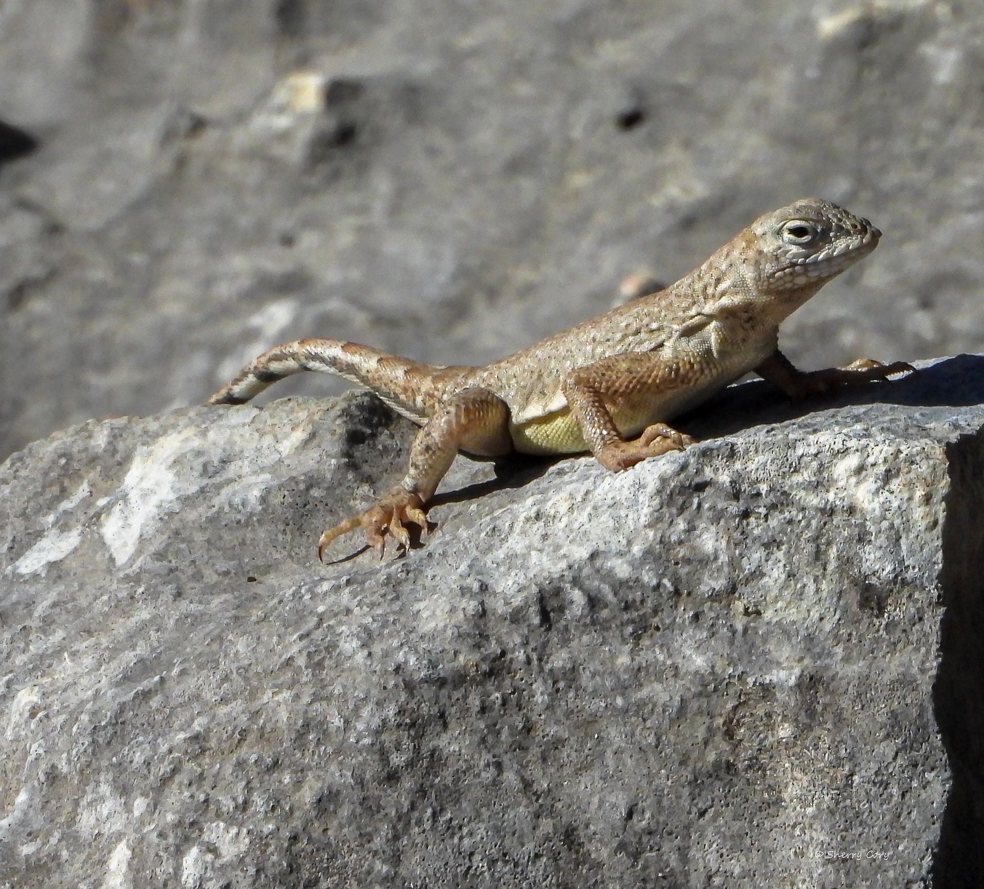 Greater Earless Lizard