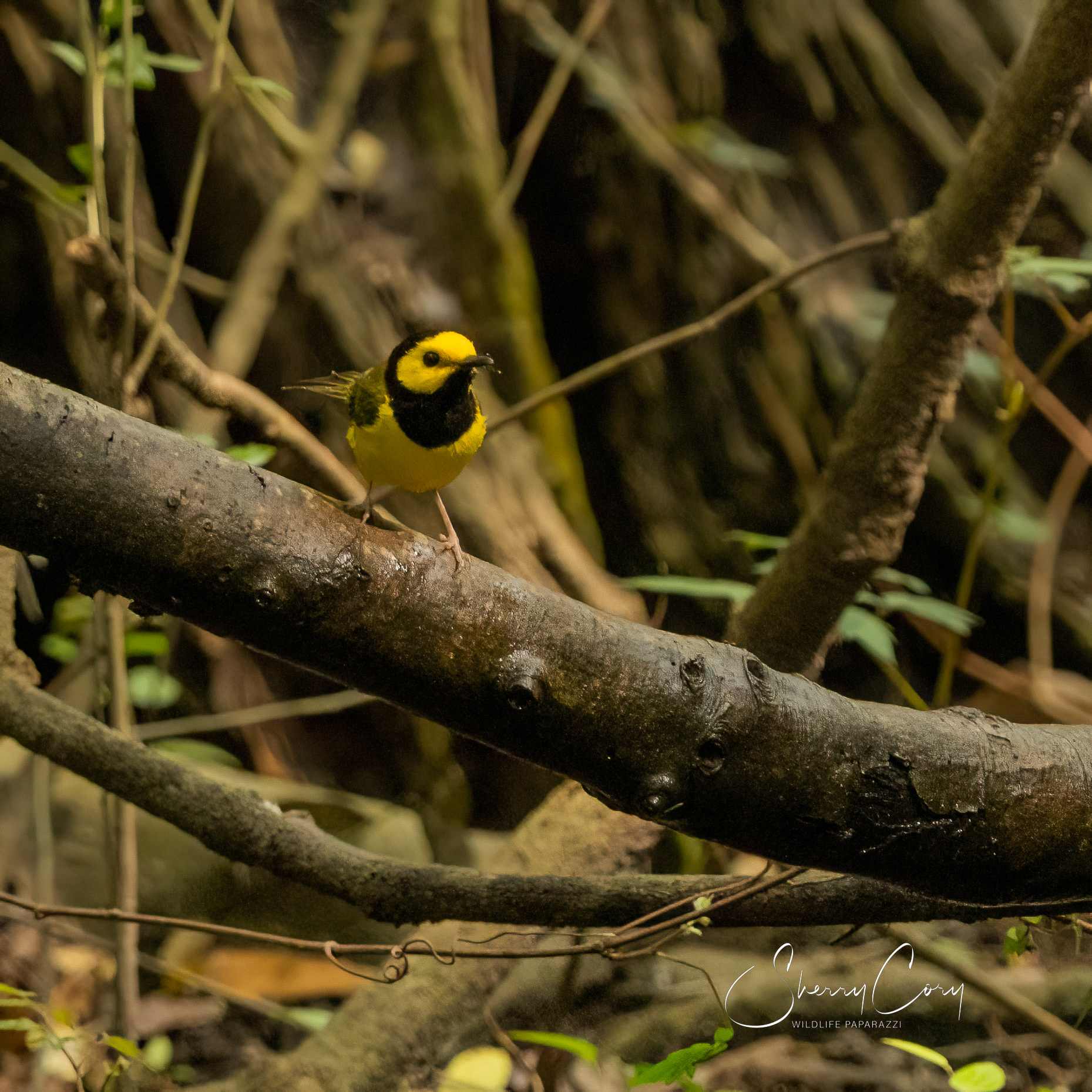 Male Hooded Warbler
