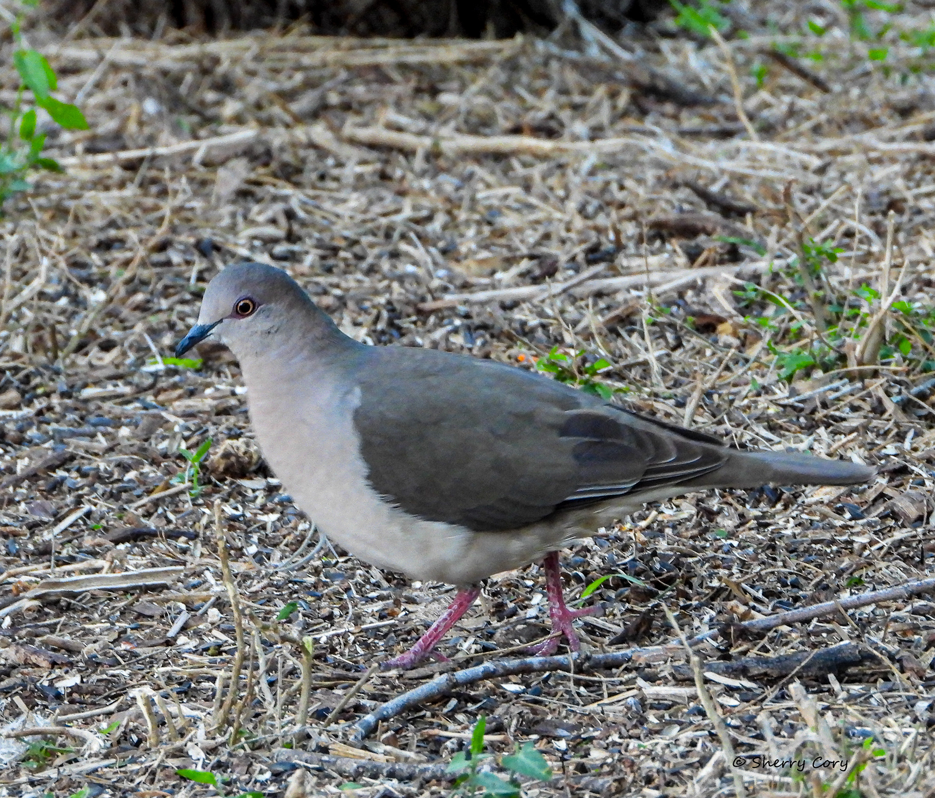 White Tipped Dove (Leptotila verreaux)