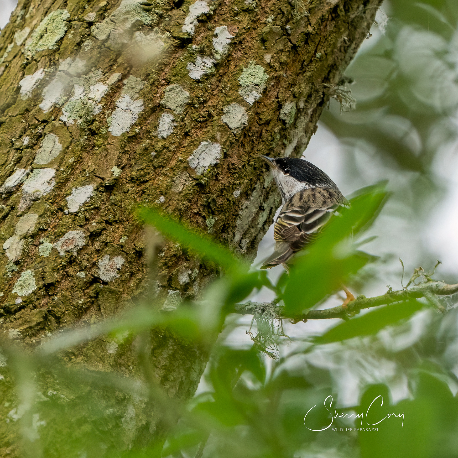 Male Black Poll Warbler