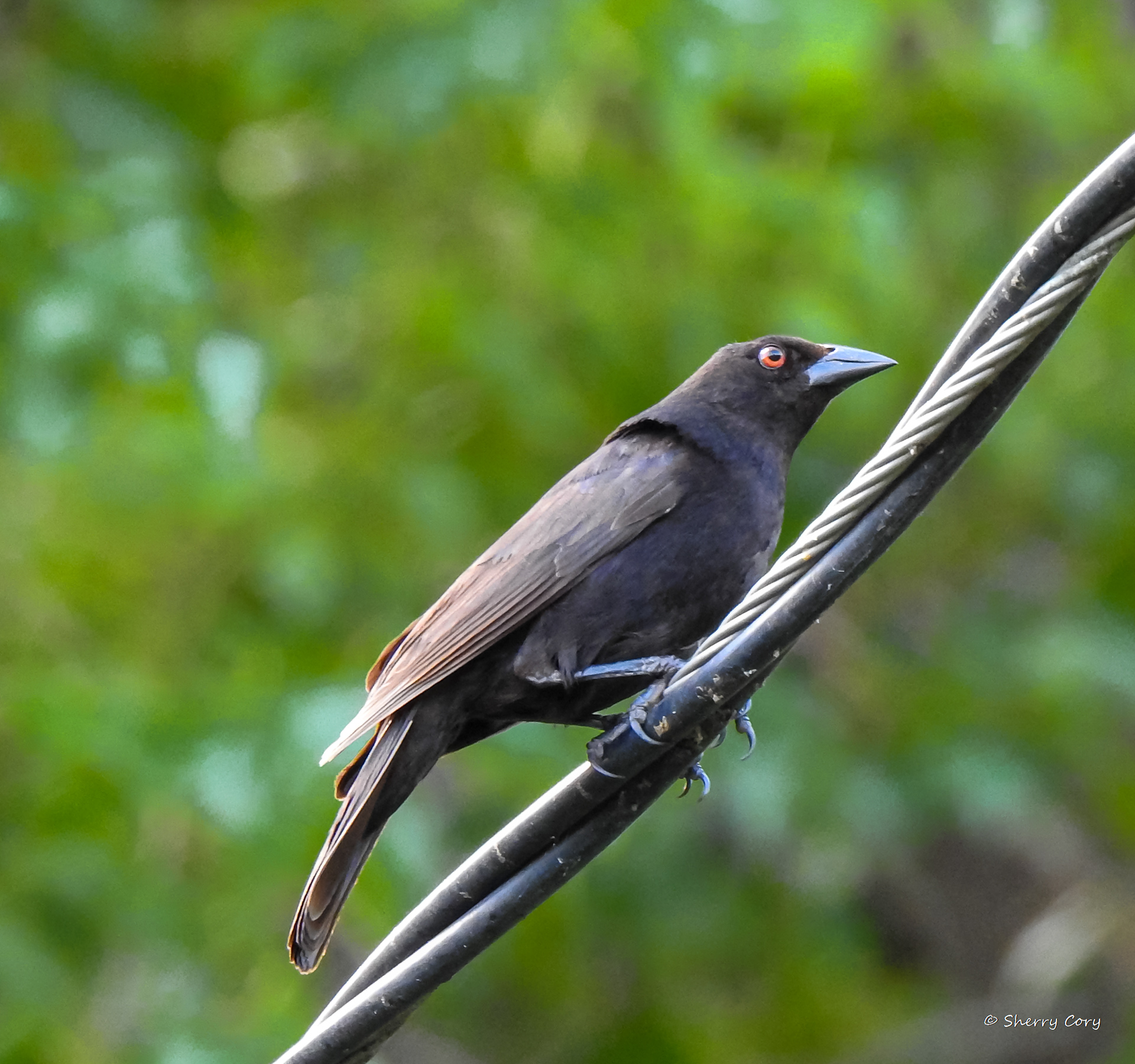 Bronzed Cowbird
