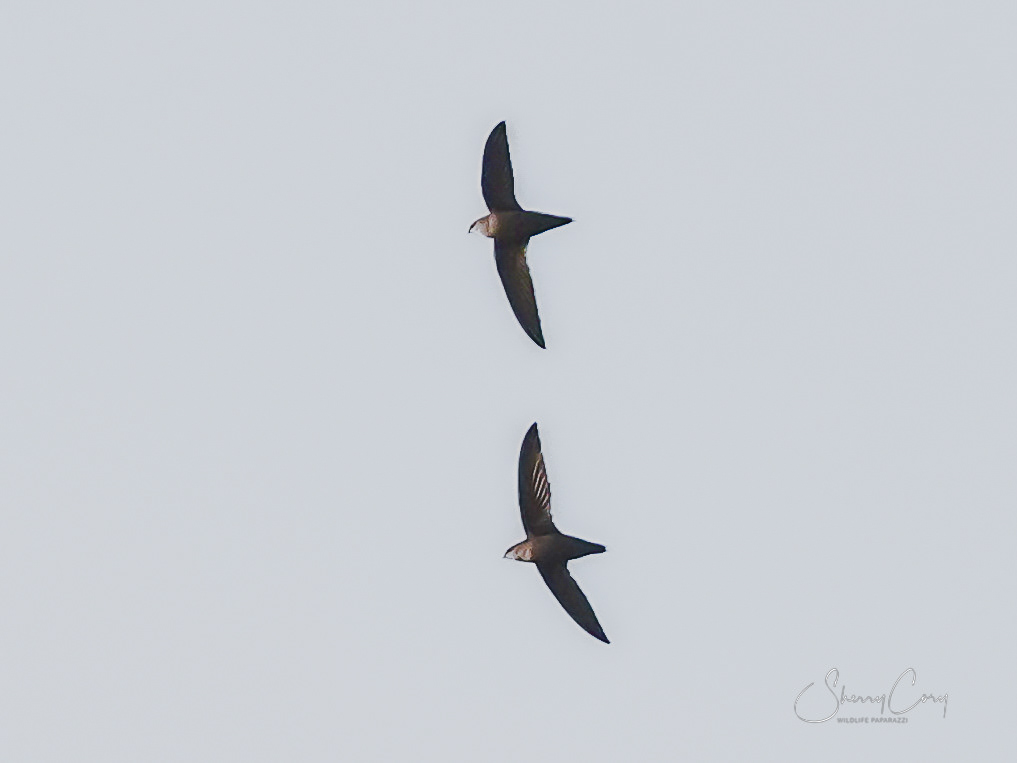 Chimney Swifts (Chaetura pelagica)