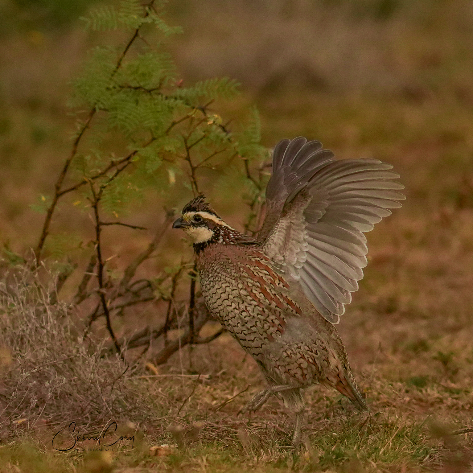 Northern Bobwhite