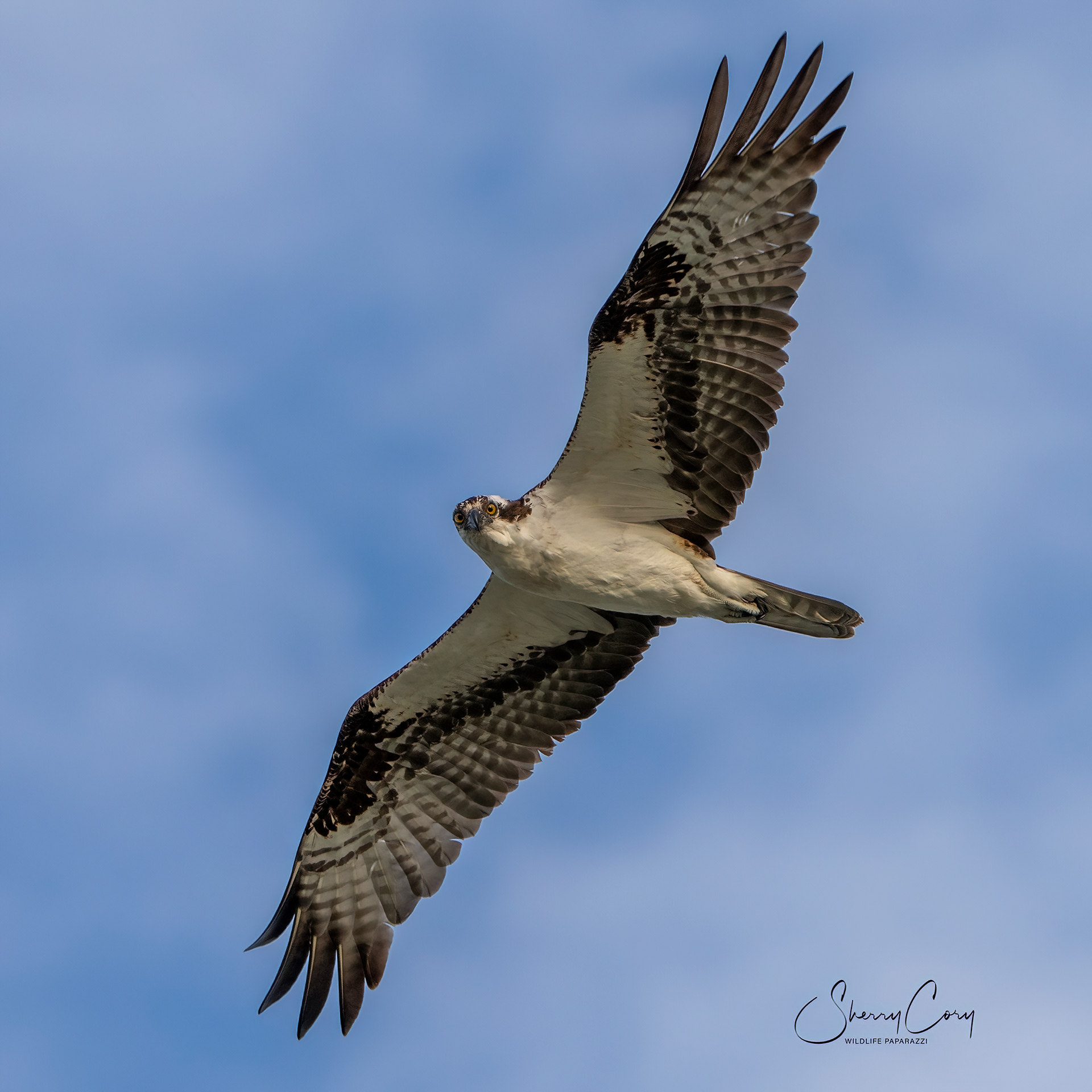 Osprey