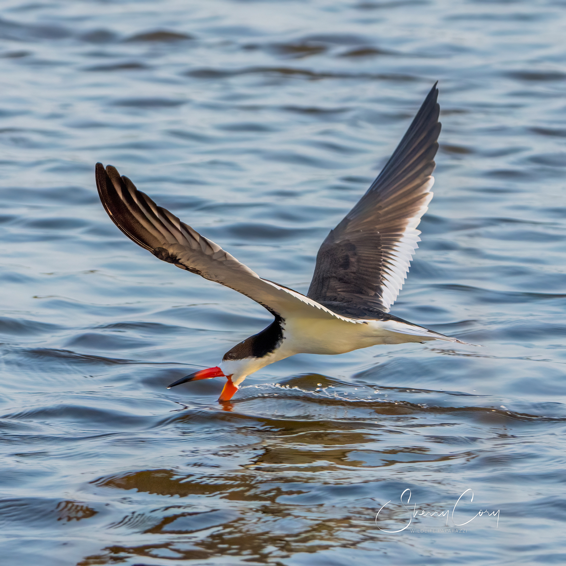 Black Skimmer