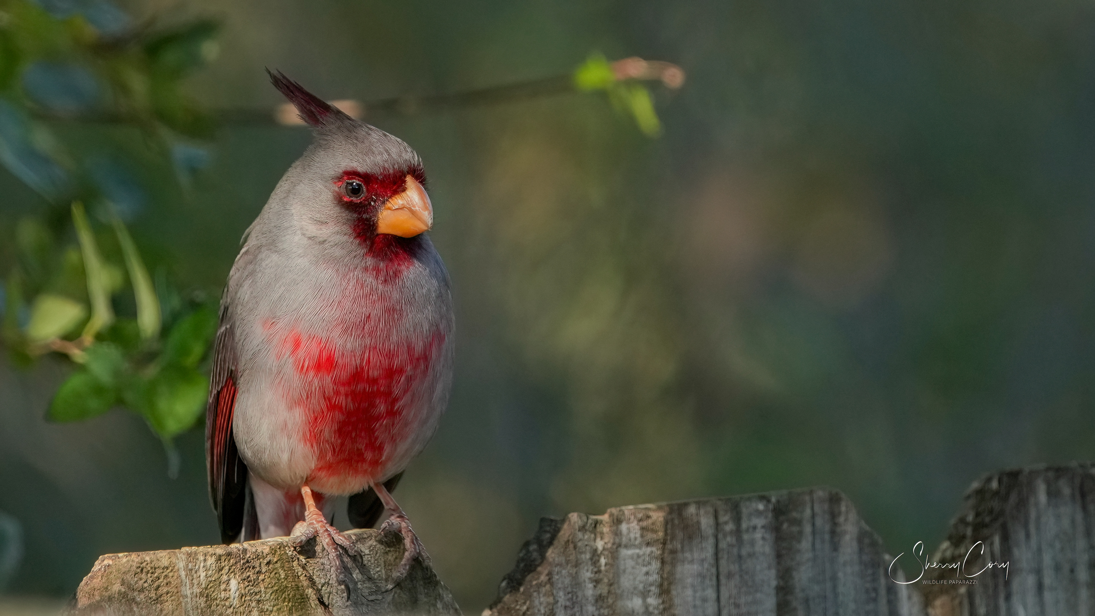 Pyrrhuloxia (Cardinalis sinuatus)