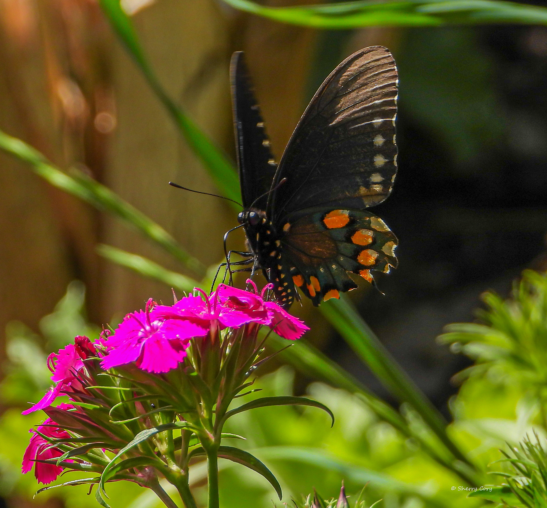 Pipevine Swallowtail