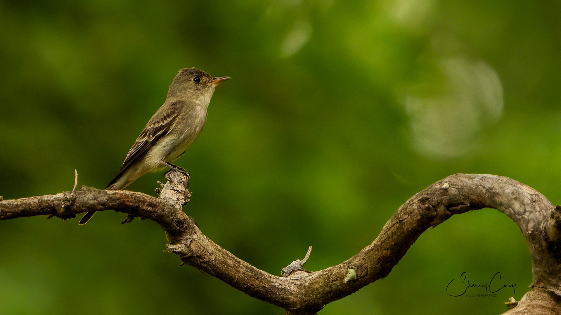Eastern Wood Peewee