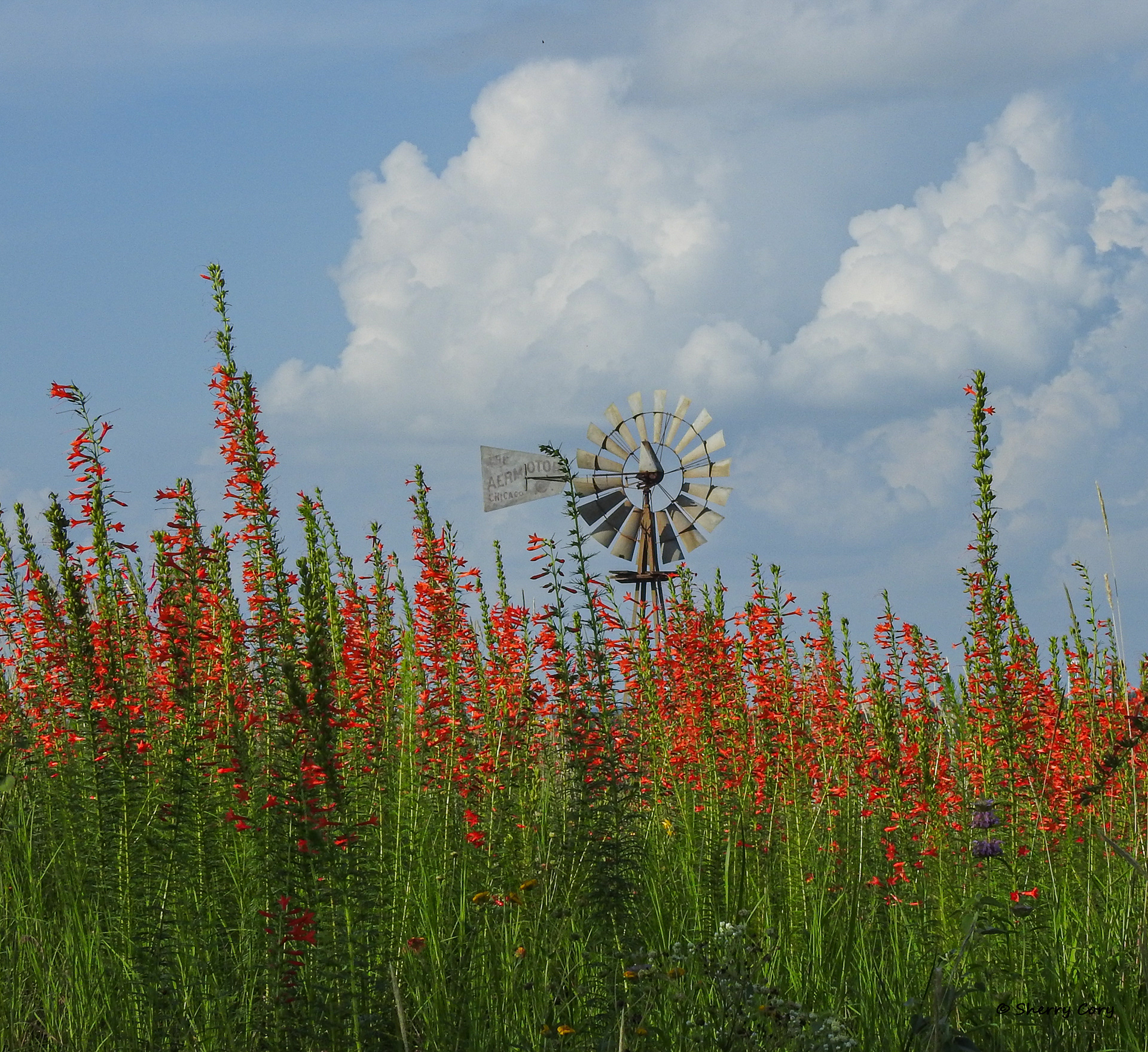 Hill country Scene 1/10