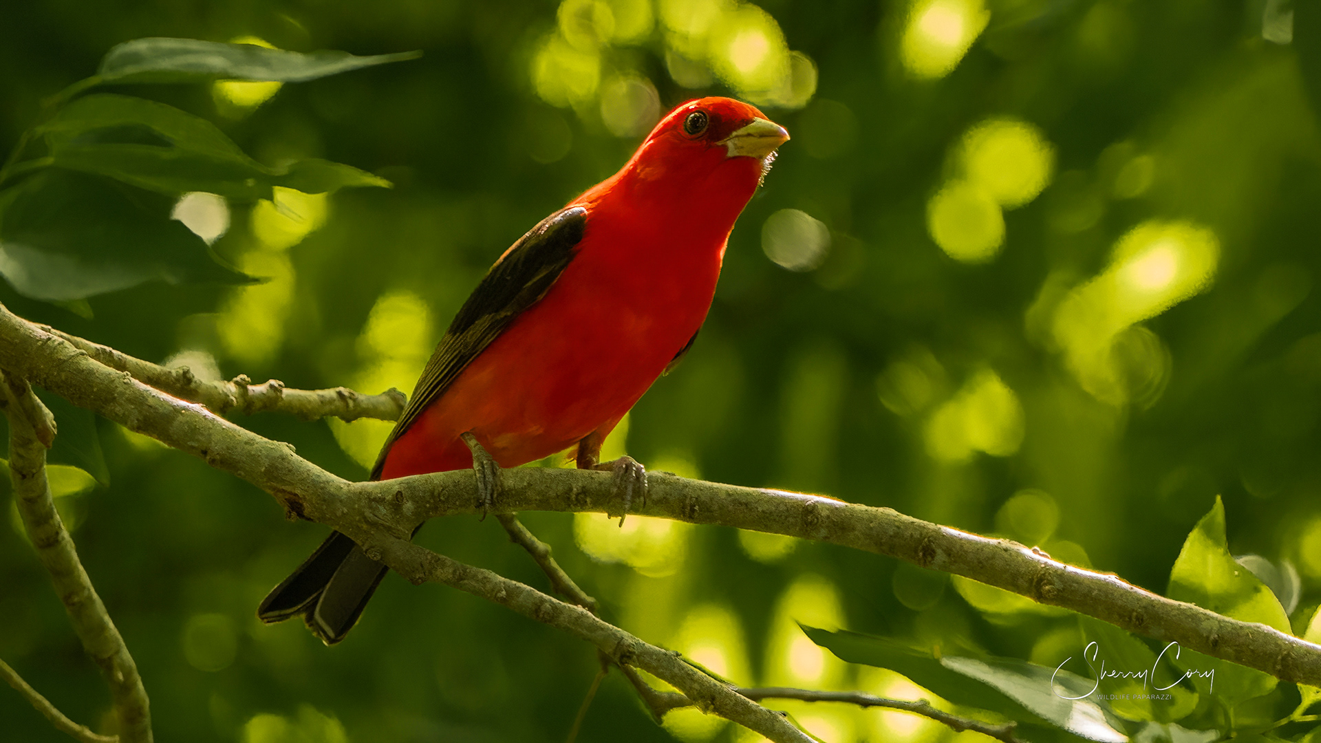 Scarlet Tanager (Piranga olivacea)