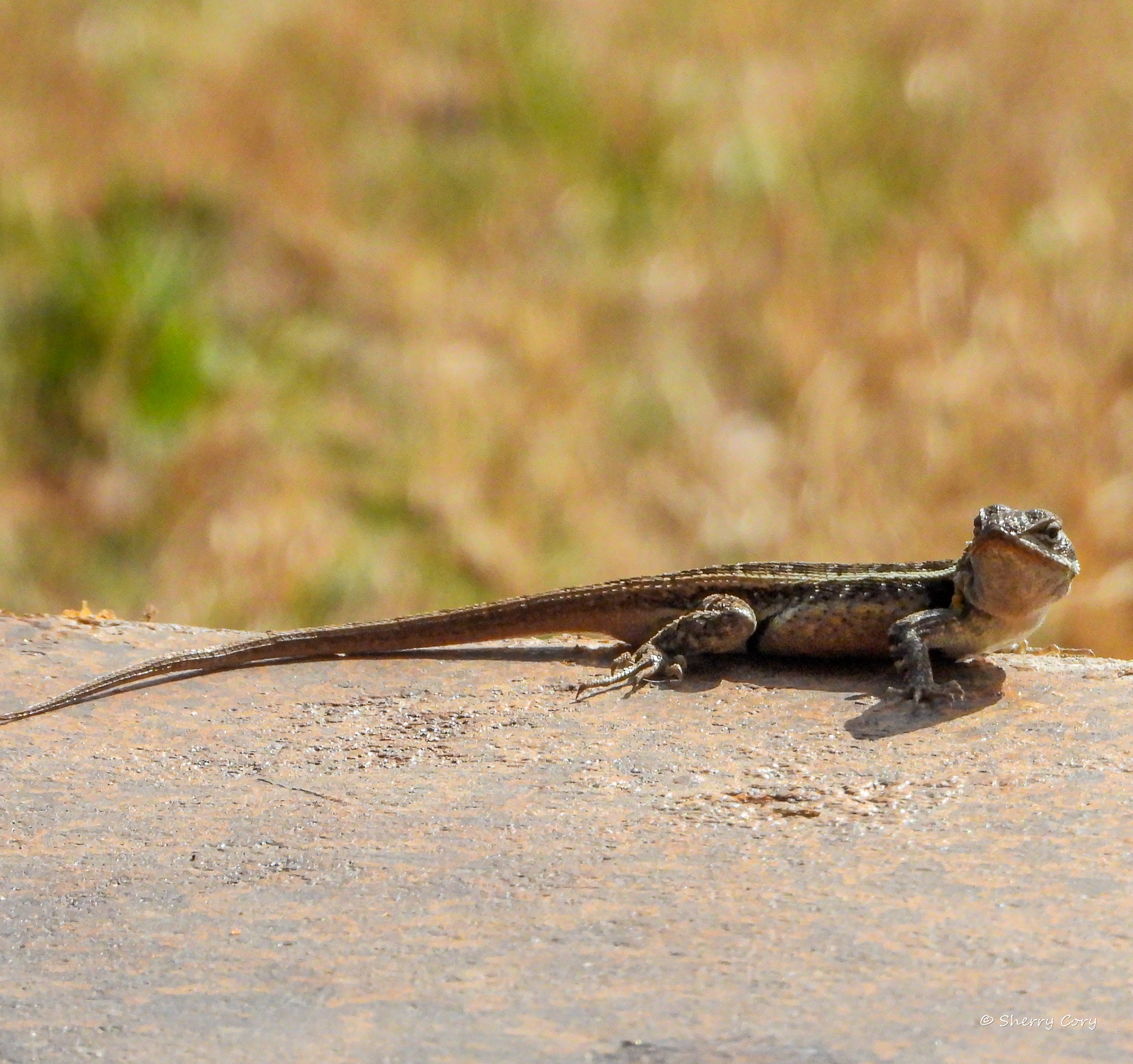 Rose Bellied Lizard
