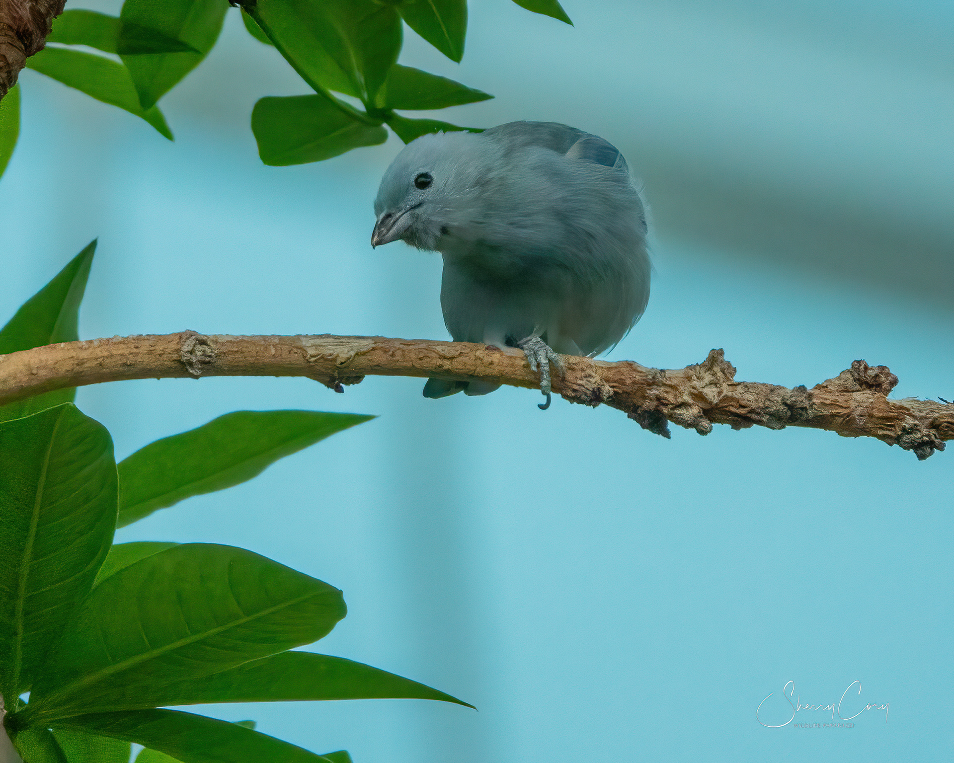Blue Gray Tanager