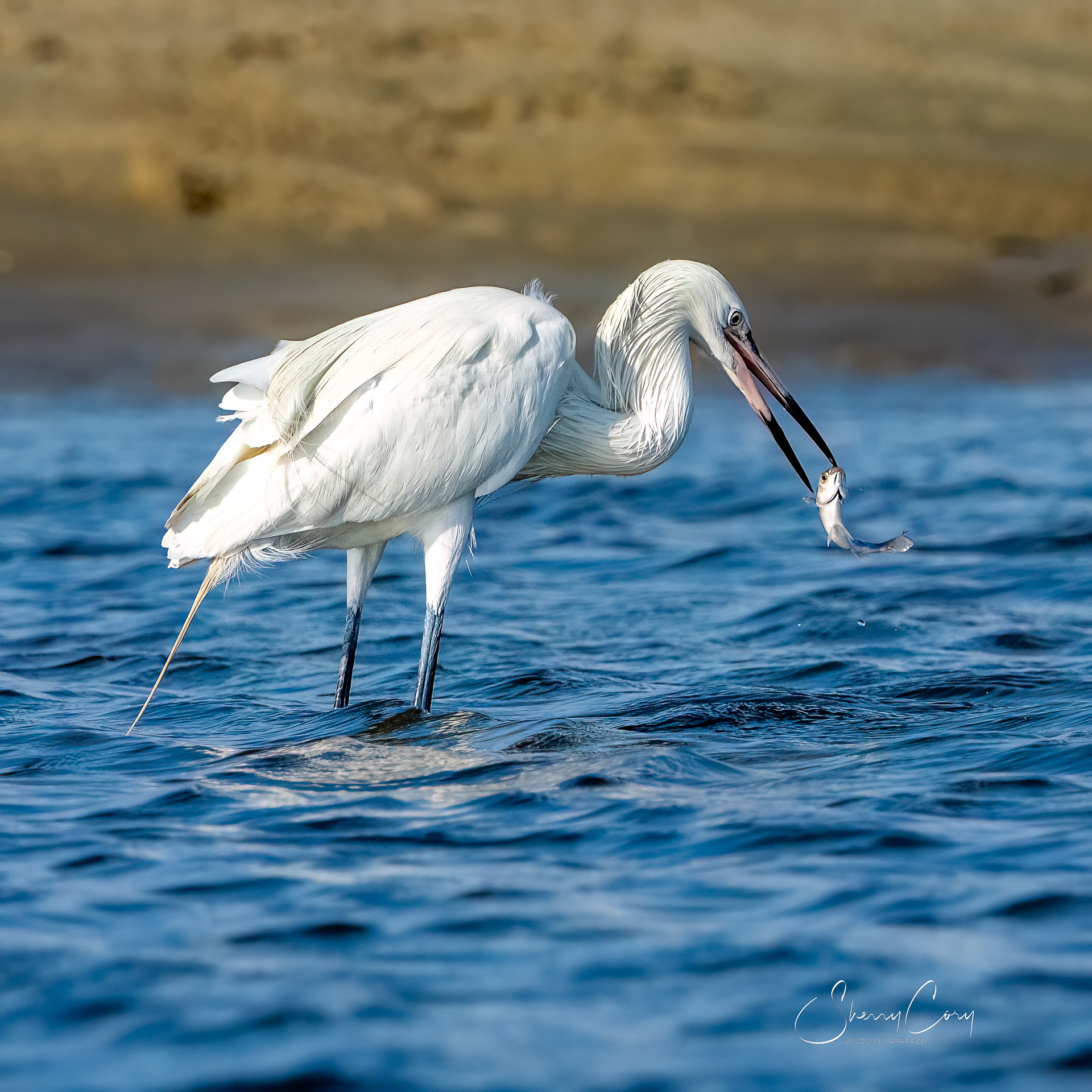 White Morph Reddish Egret (Egretta rufescens)