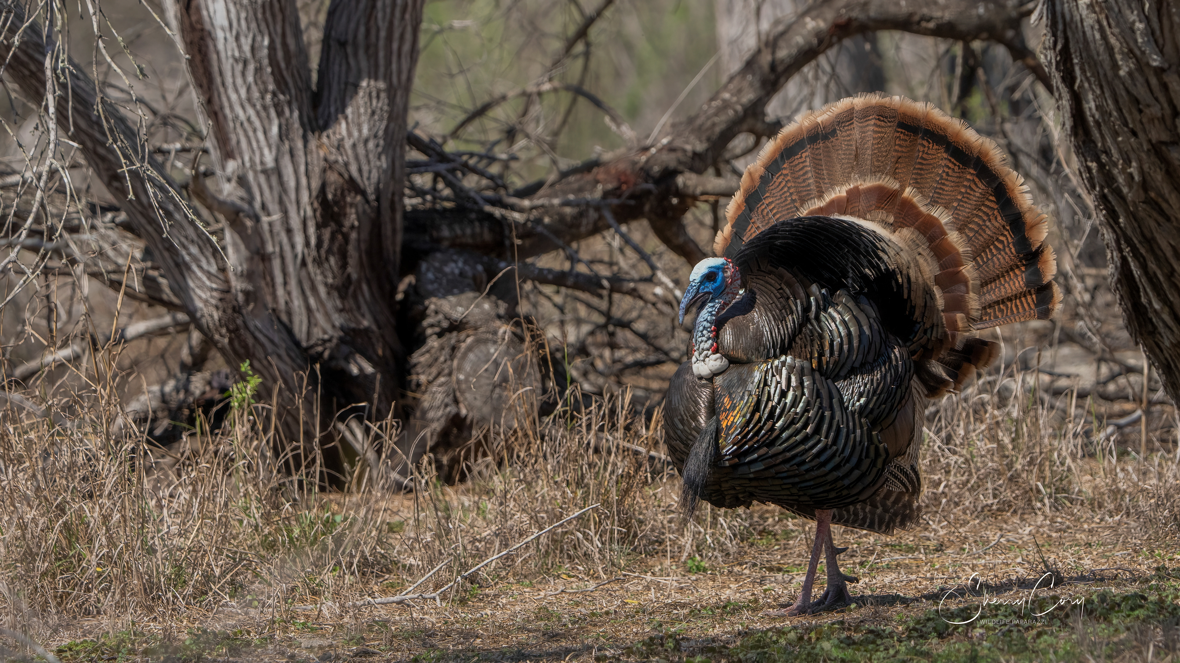 Rio Grande Wild Turkey (Tom)