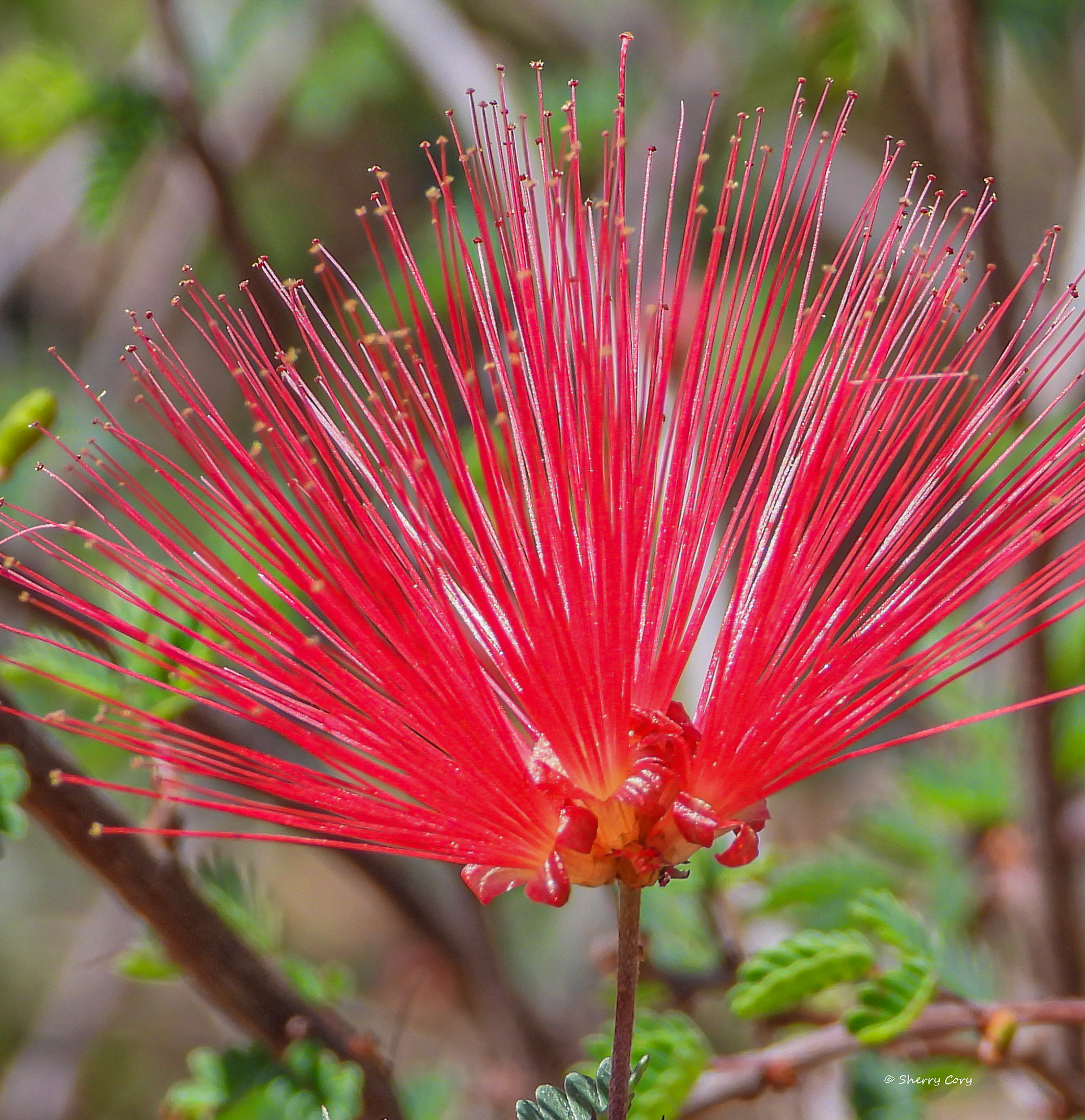 Baja Fairy Duster