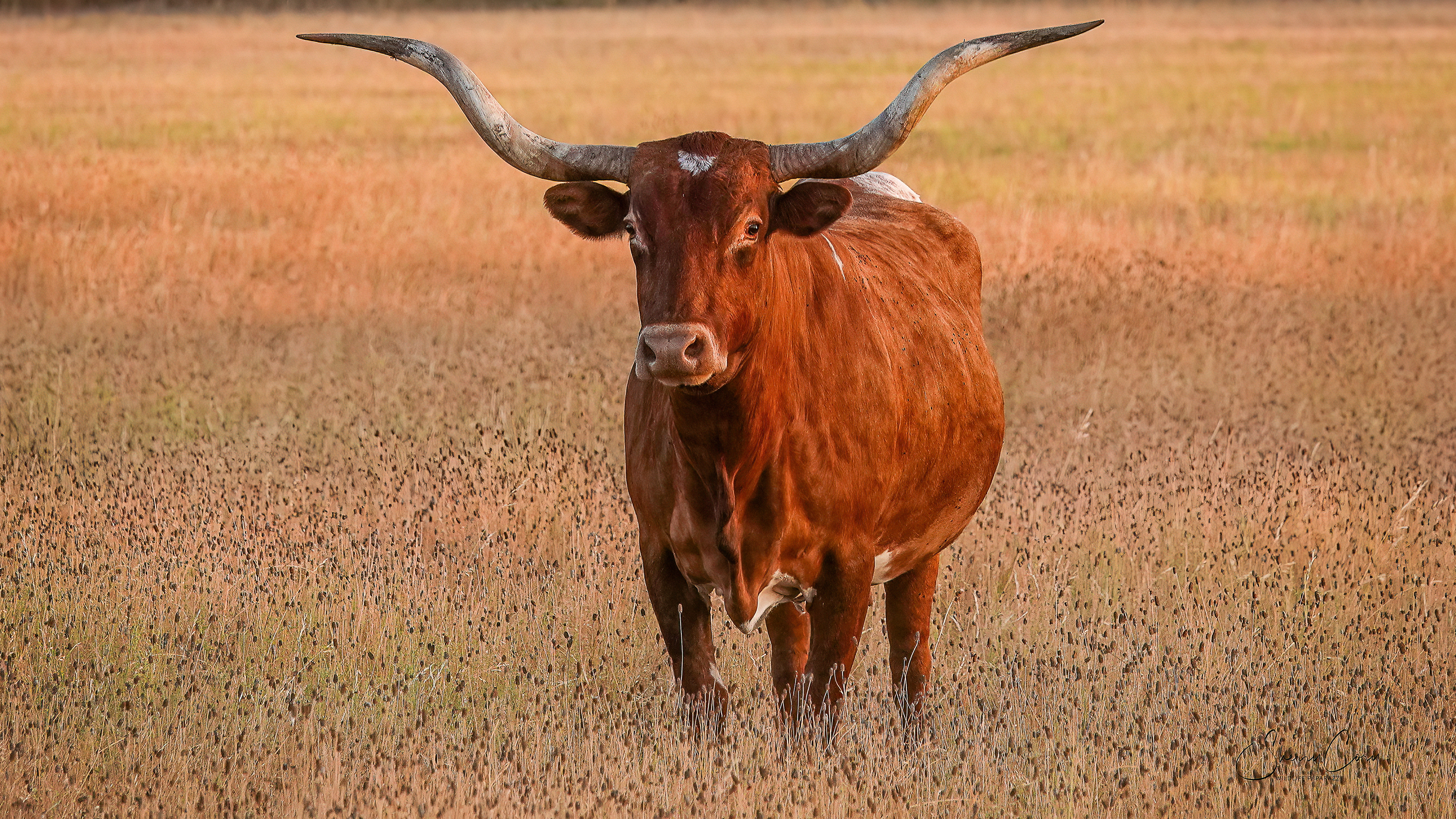 Texas Longhorn 1/10