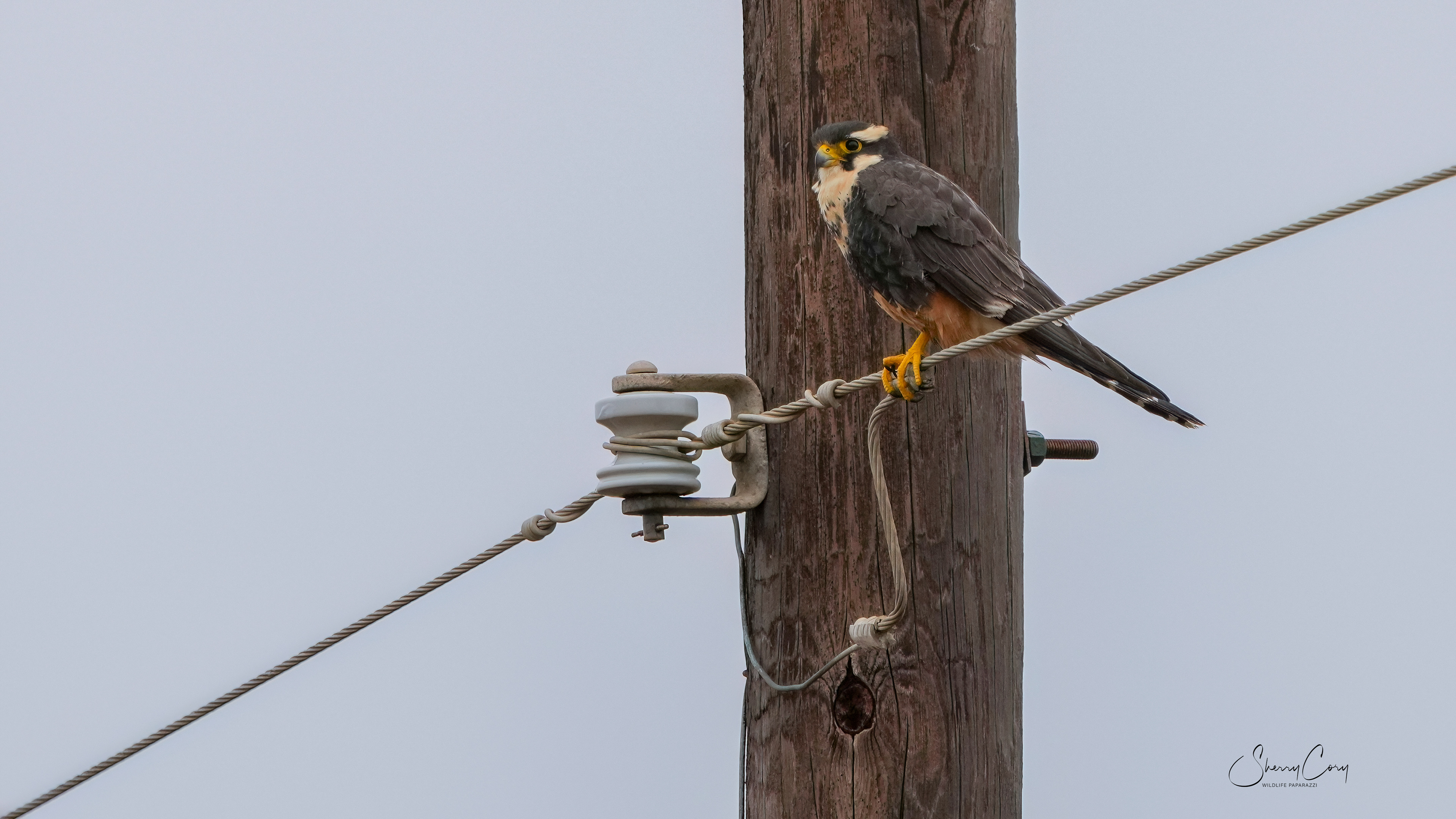 Aplomado Falcon (Falco femoralis)