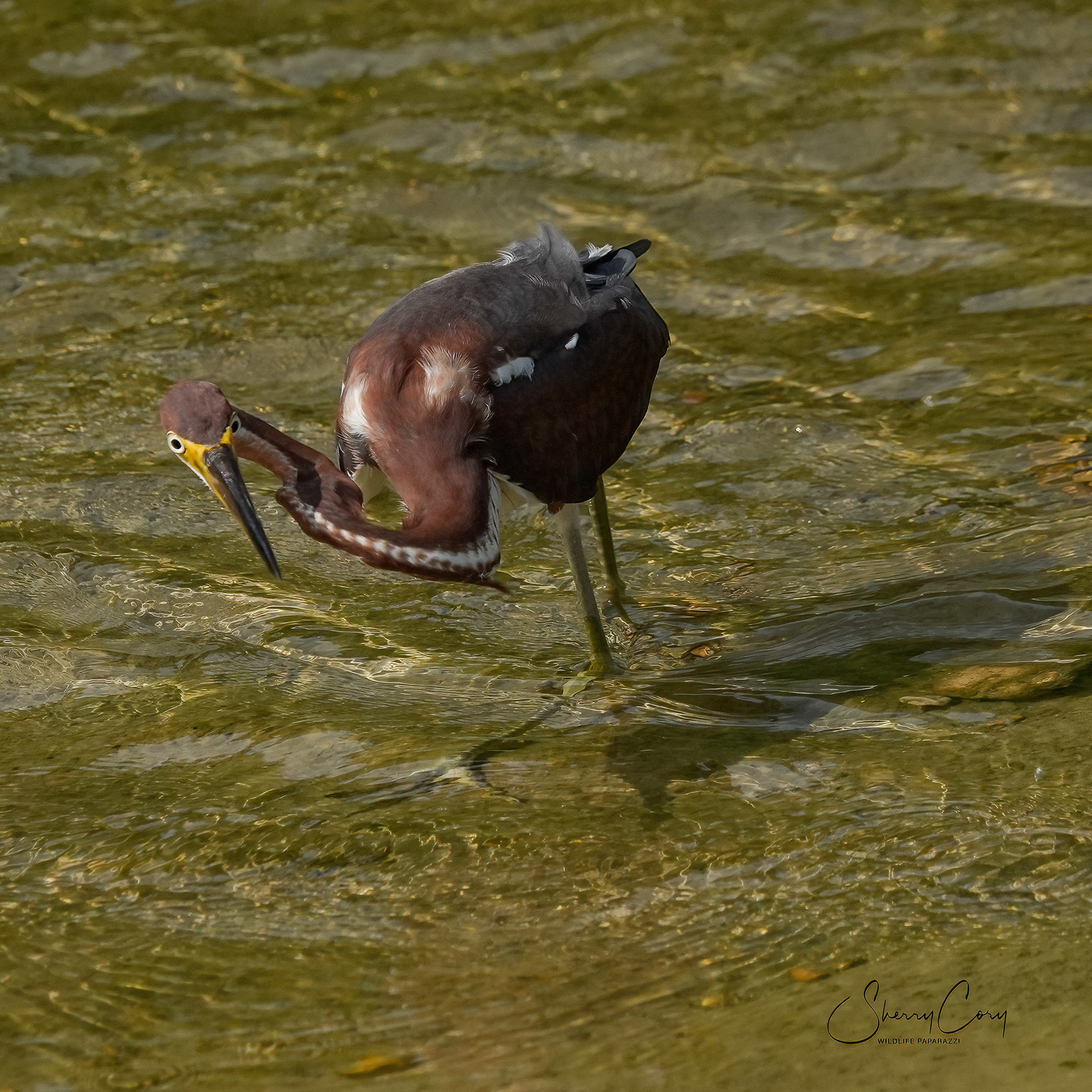 Tricolored Heron (Egretta tricolor)