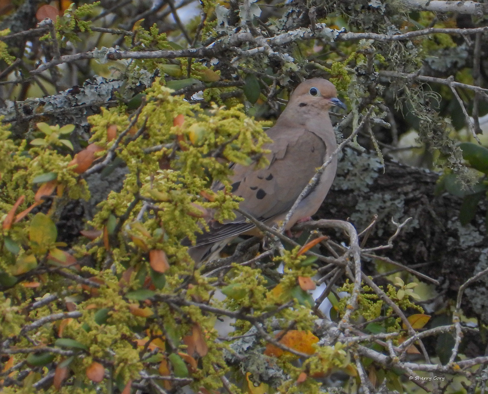 Mourning Dove (Zenaida macroura)