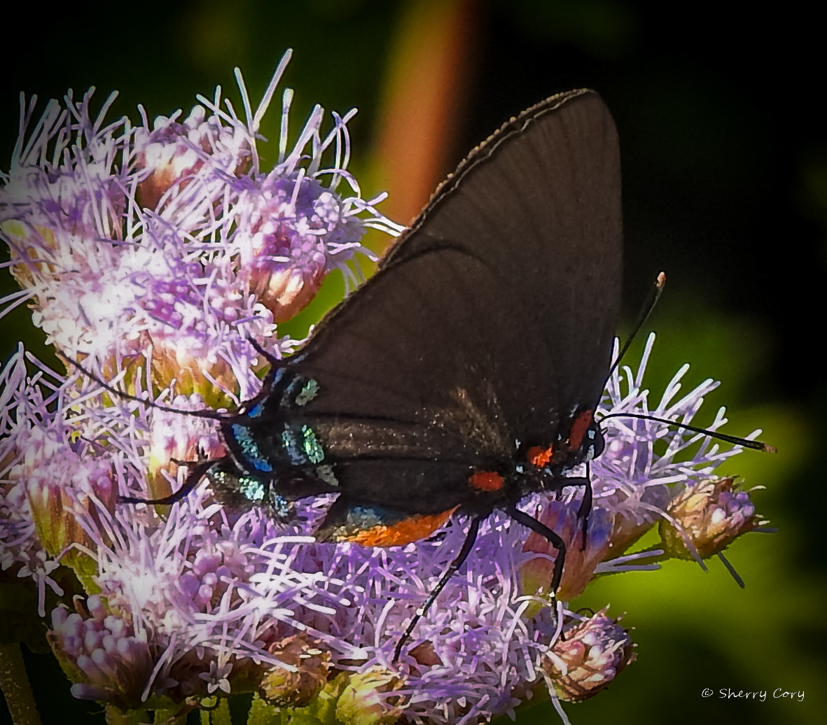 Great Purple Hairstreak