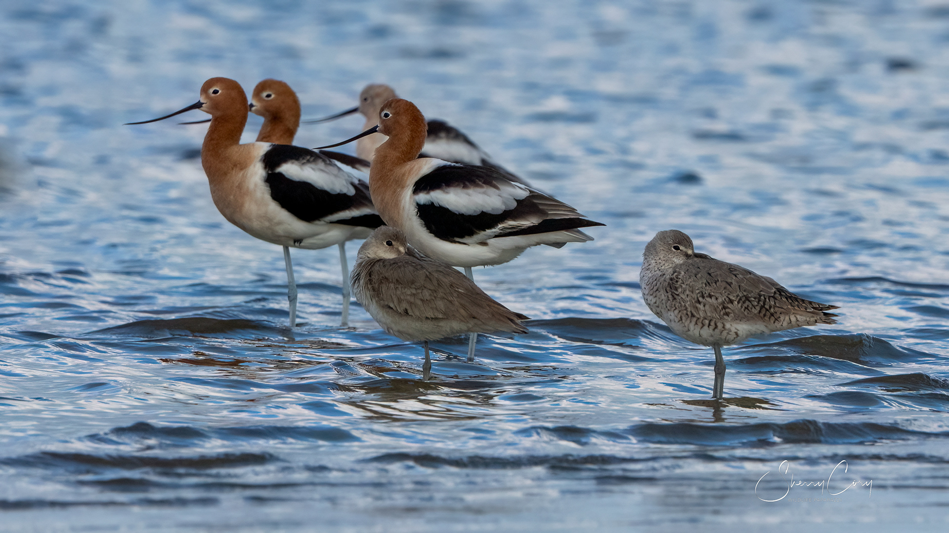American Avocets (Recurvirostra americana) Breeding Plumage