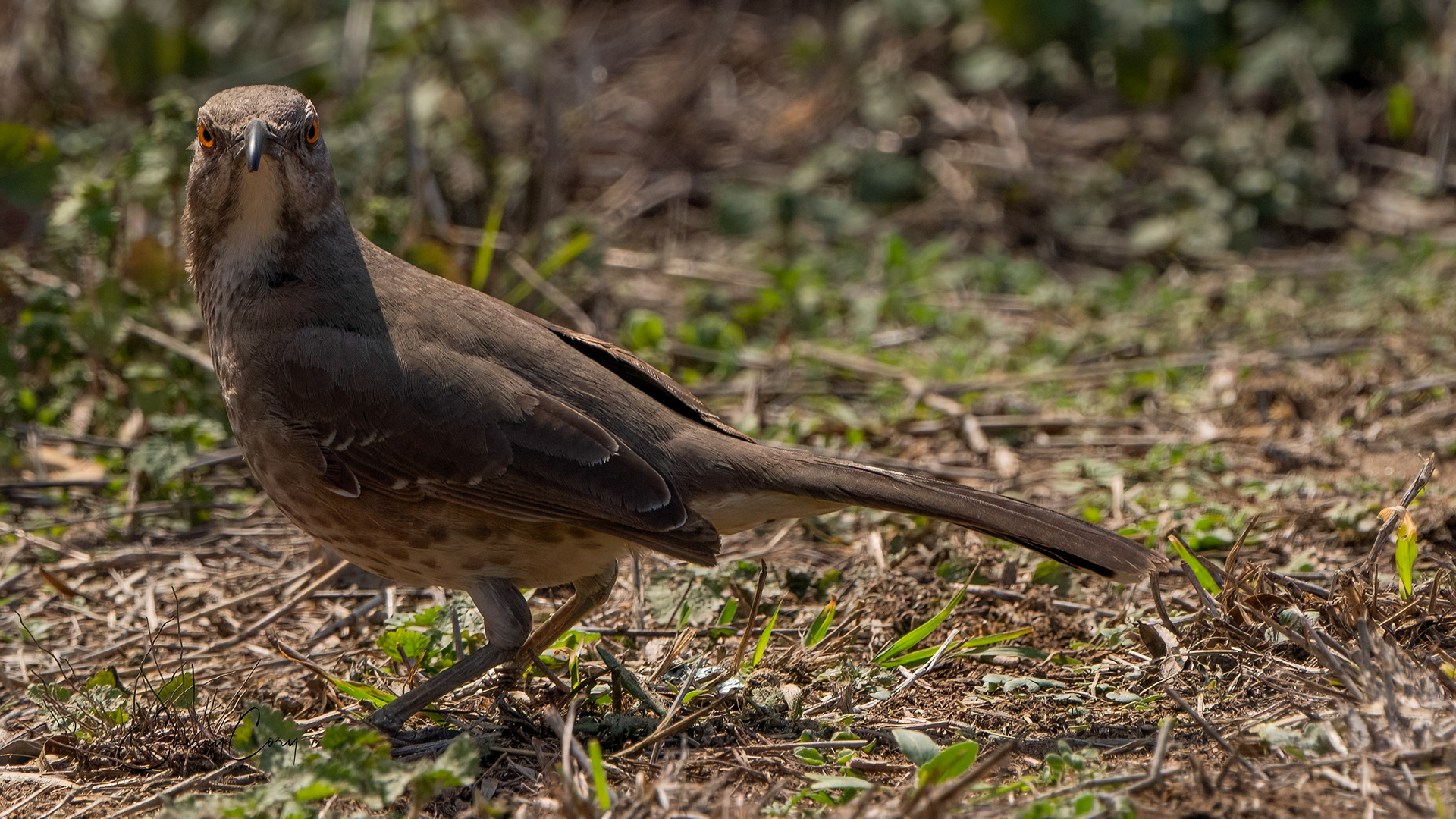 Long Billed Thrasher