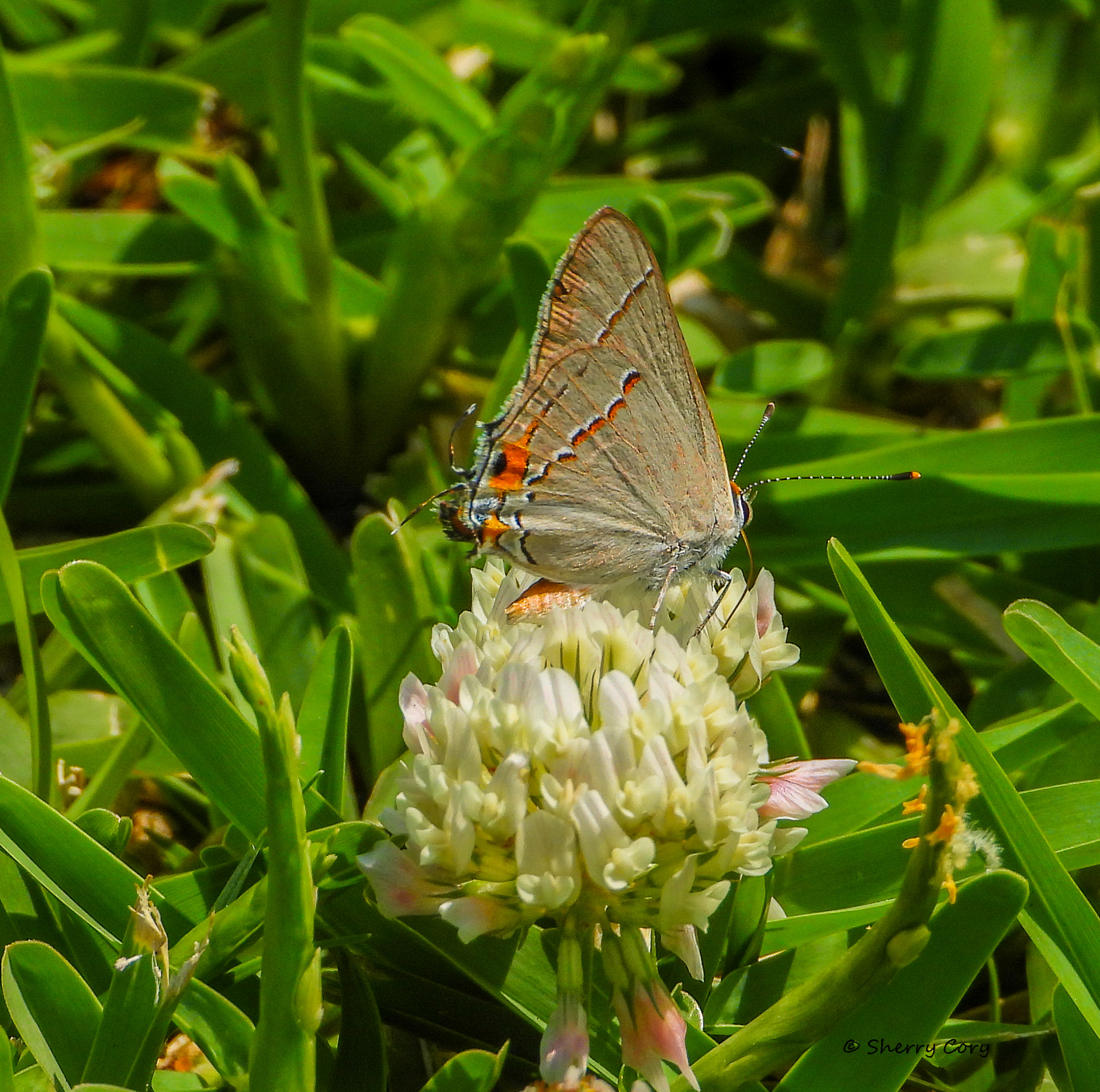 Gray Hairstreak