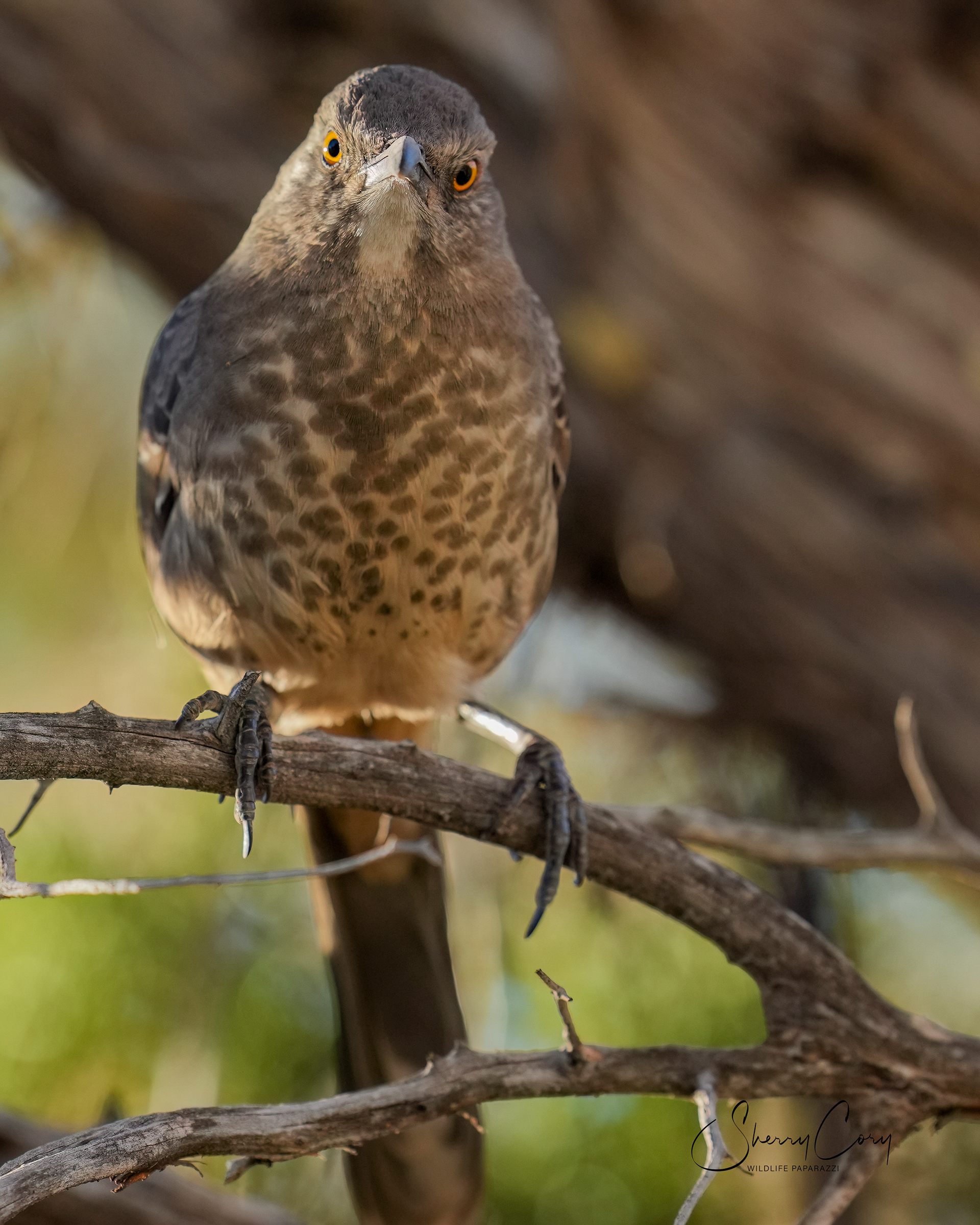 Curve Billed Thrasher