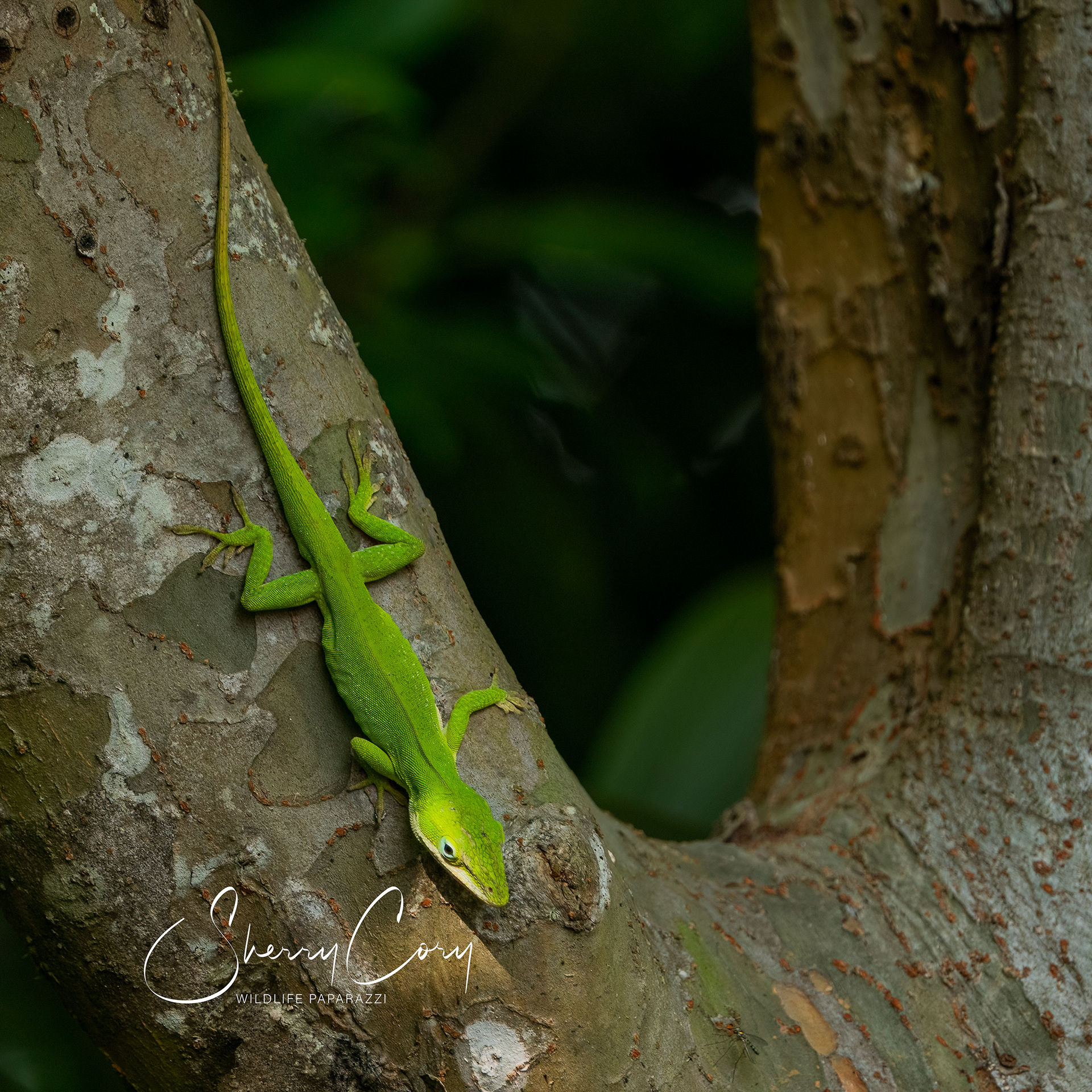 Green Anole