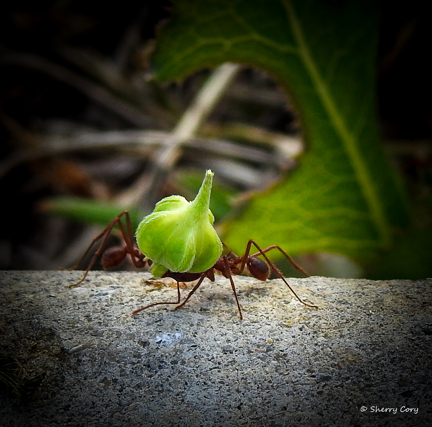 Atta Leafcutter Ant