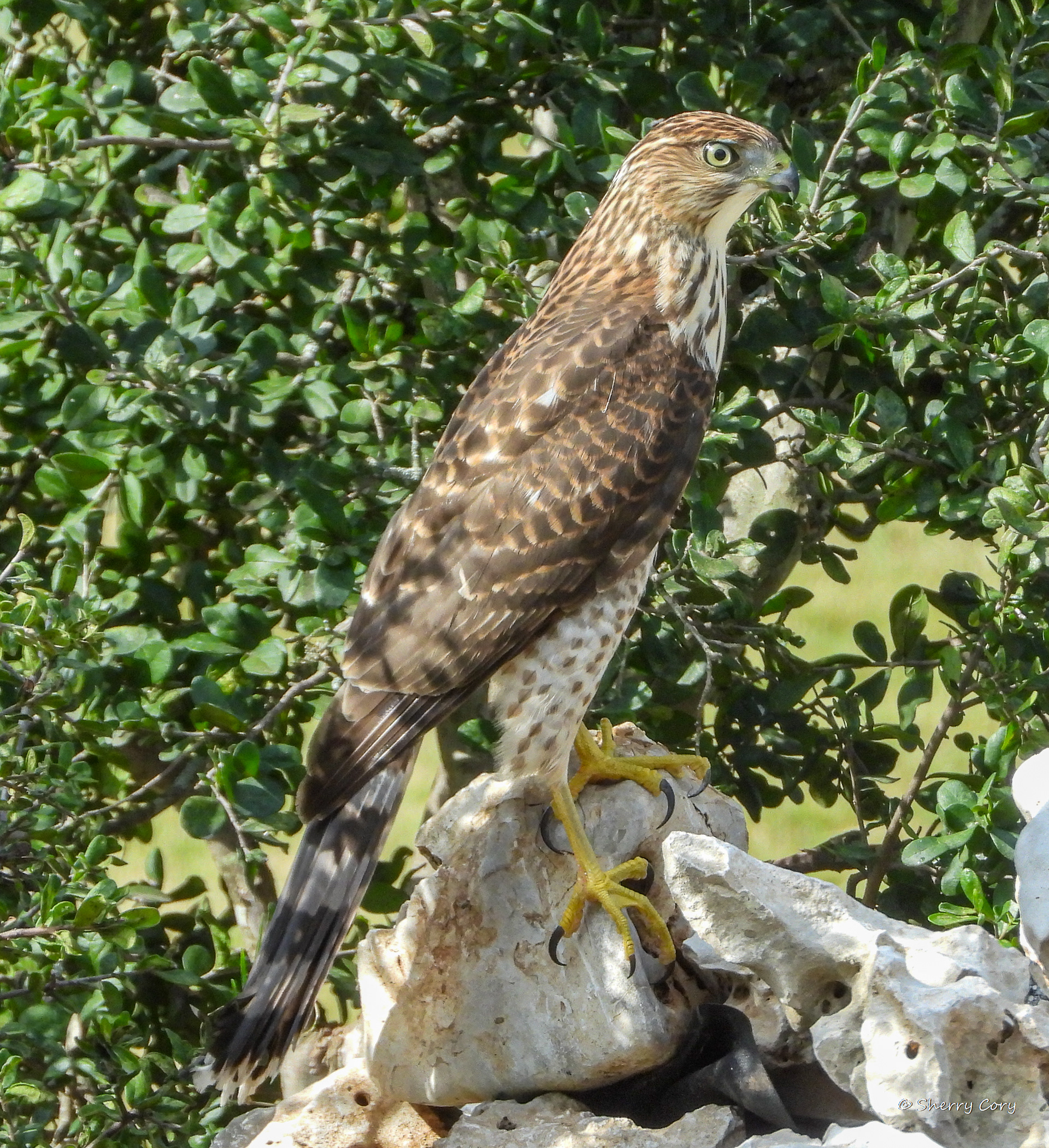 Cooper's Hawk (Accipter cooperii)