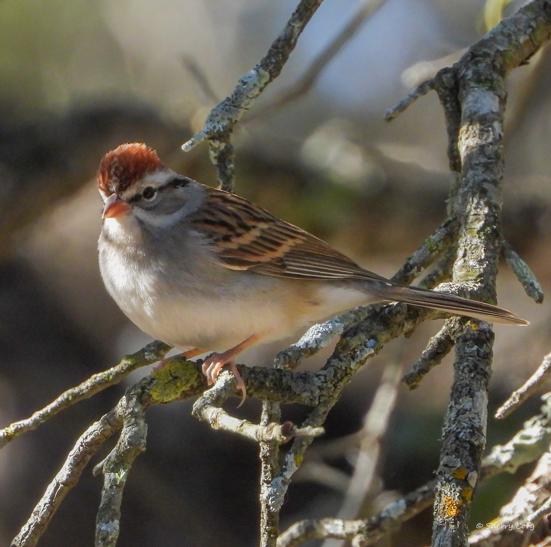 Chipping Sparrow (Spizellza passerina)
