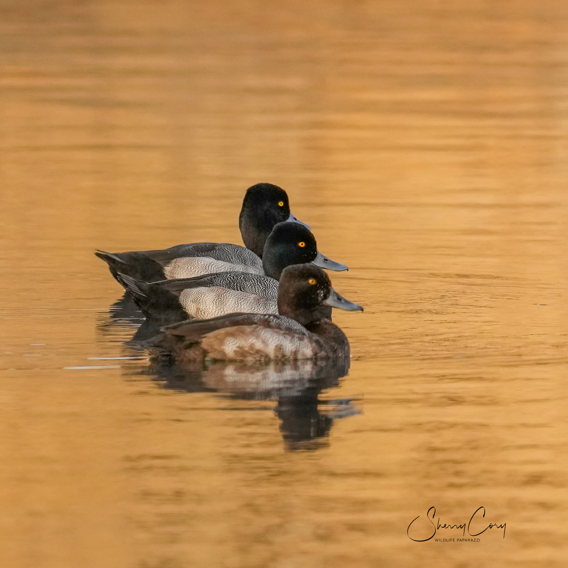 Lesser Scaups 