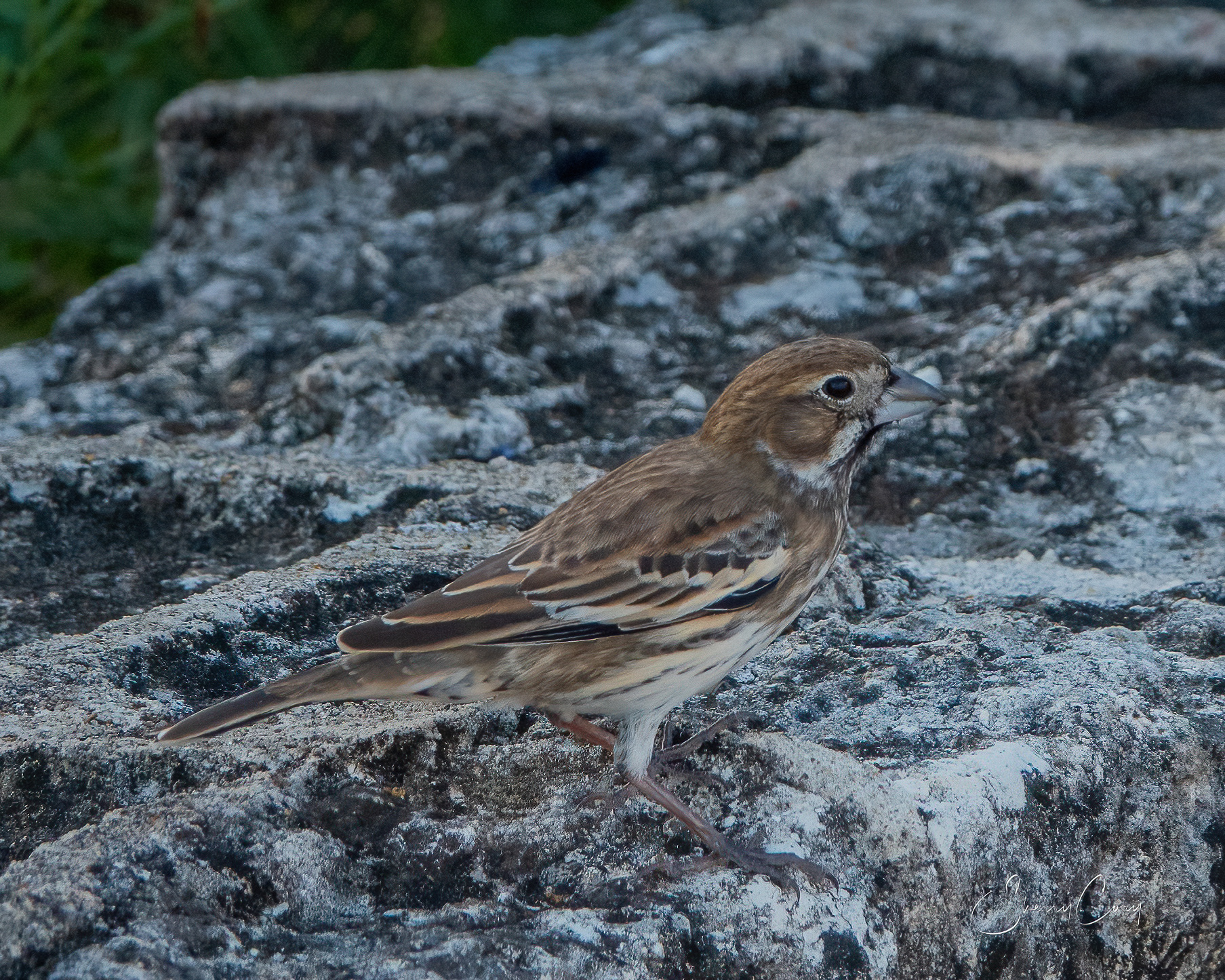 Lark Bunting (Calamospiza melanocorys)