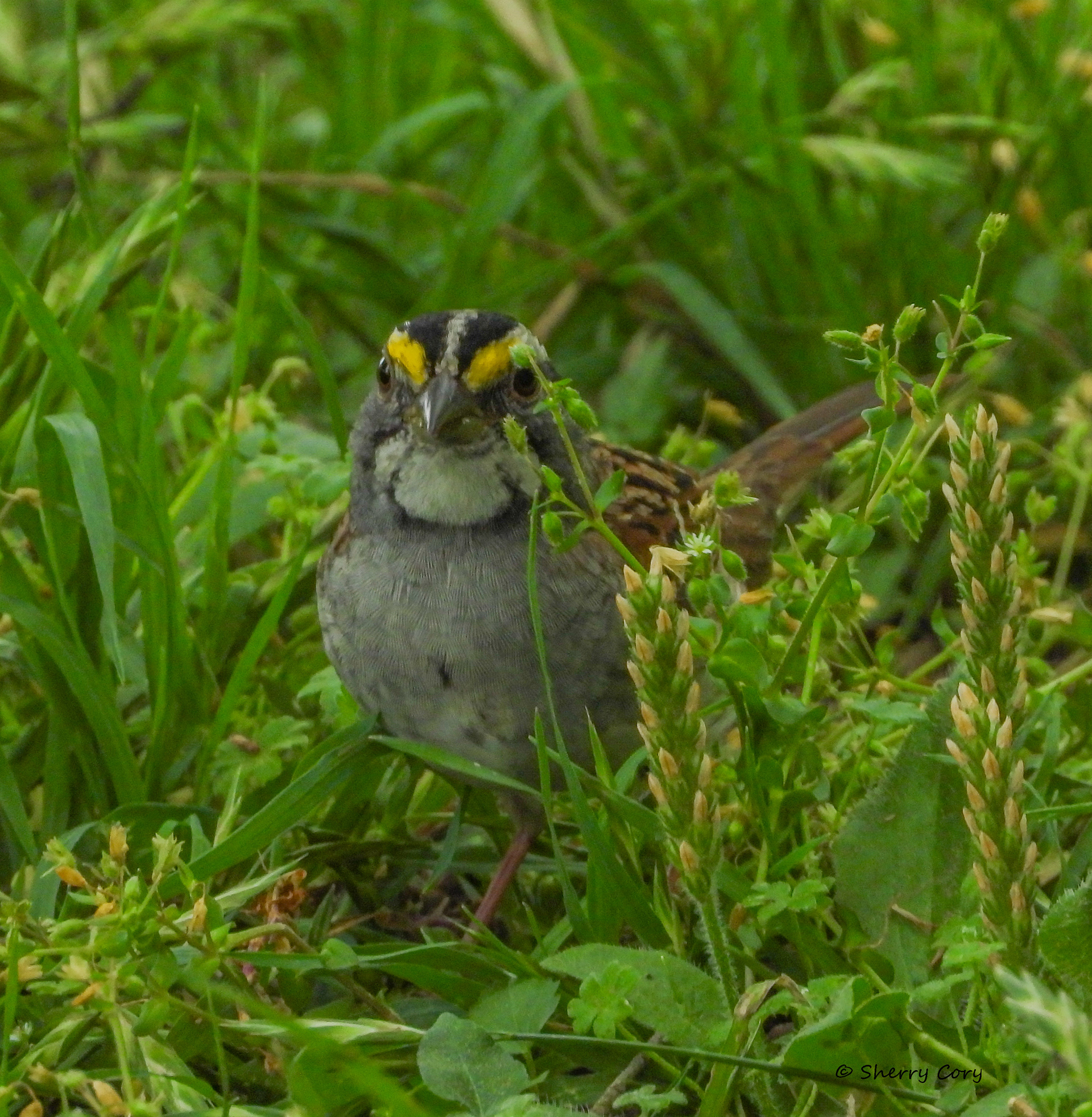 White Throated Sparrow (Zonotrichia albicollis)