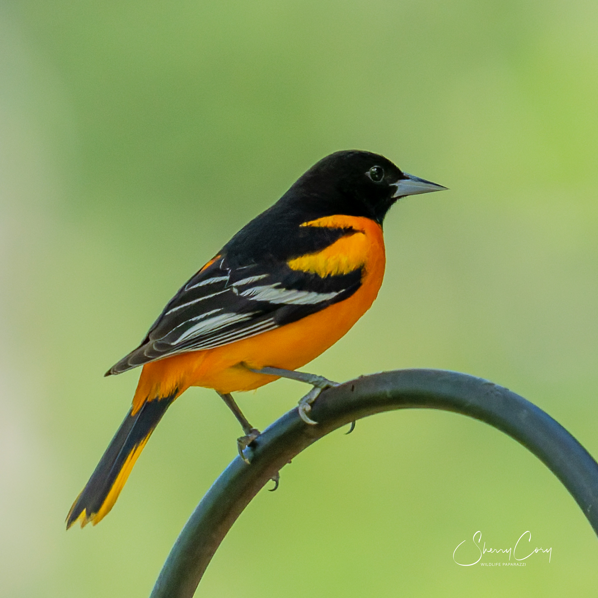 Baltimore Oriole (Icterus galbula)