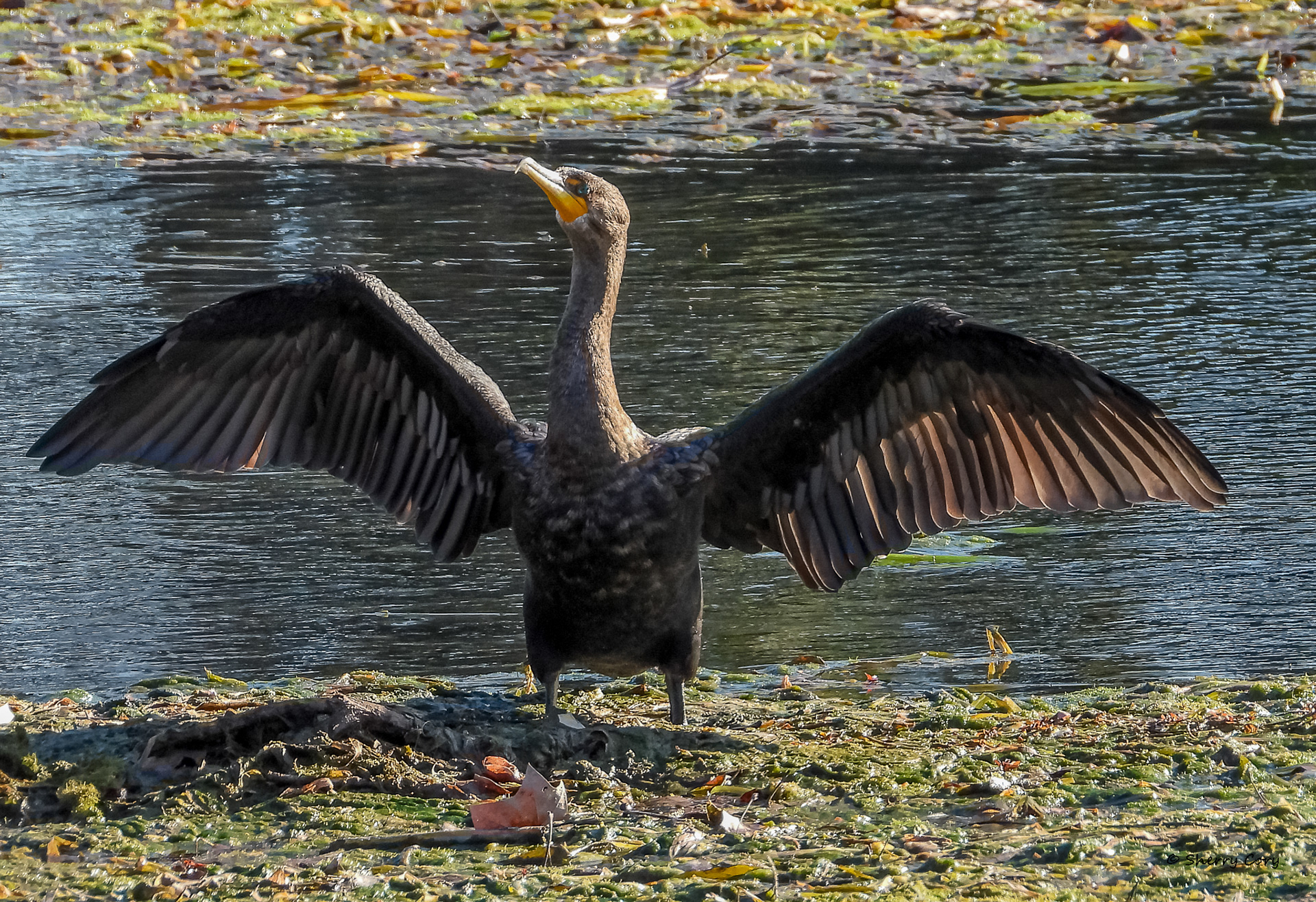 Double Crested Cormorant